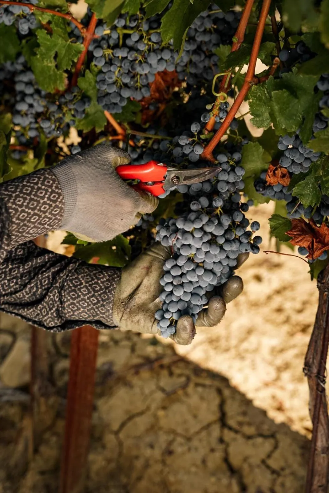 Garden in Wine Residence Cattunar