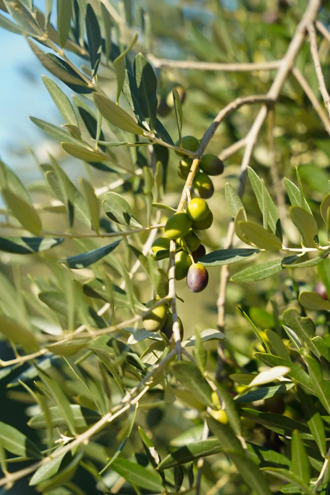 Garden in Wine Residence Cattunar