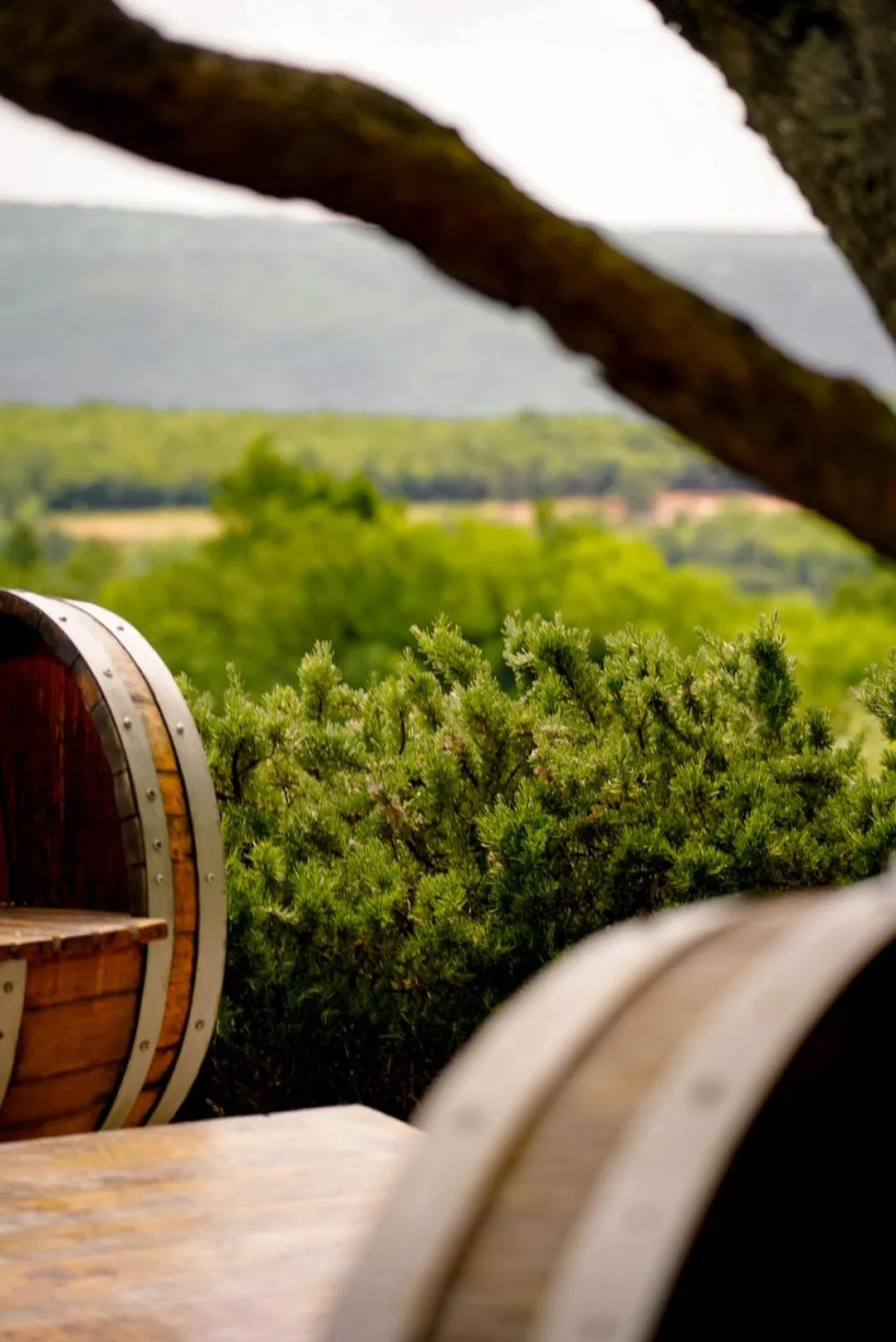 Garden in Wine Residence Cattunar