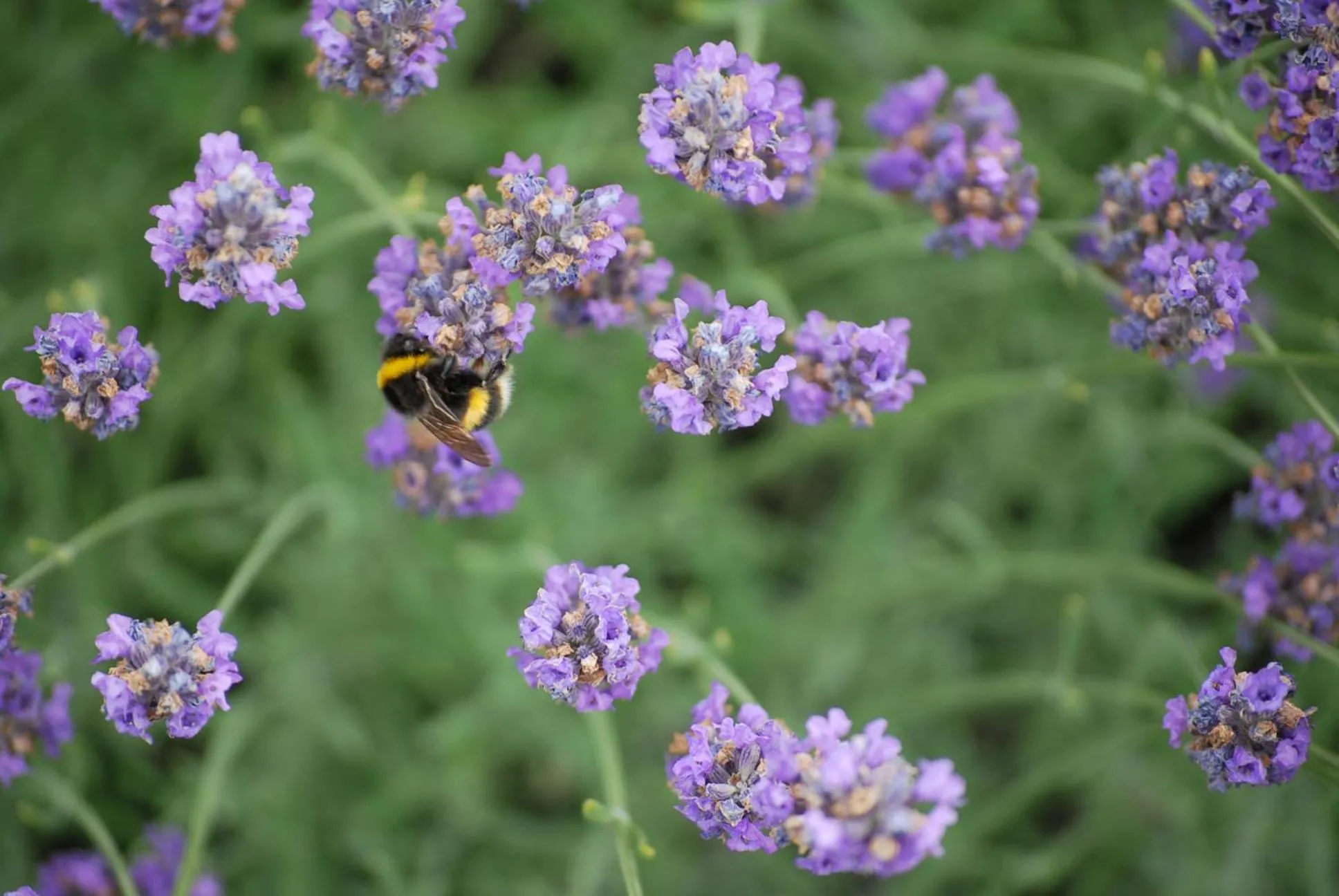 Garden in Carrick Lodge Motel