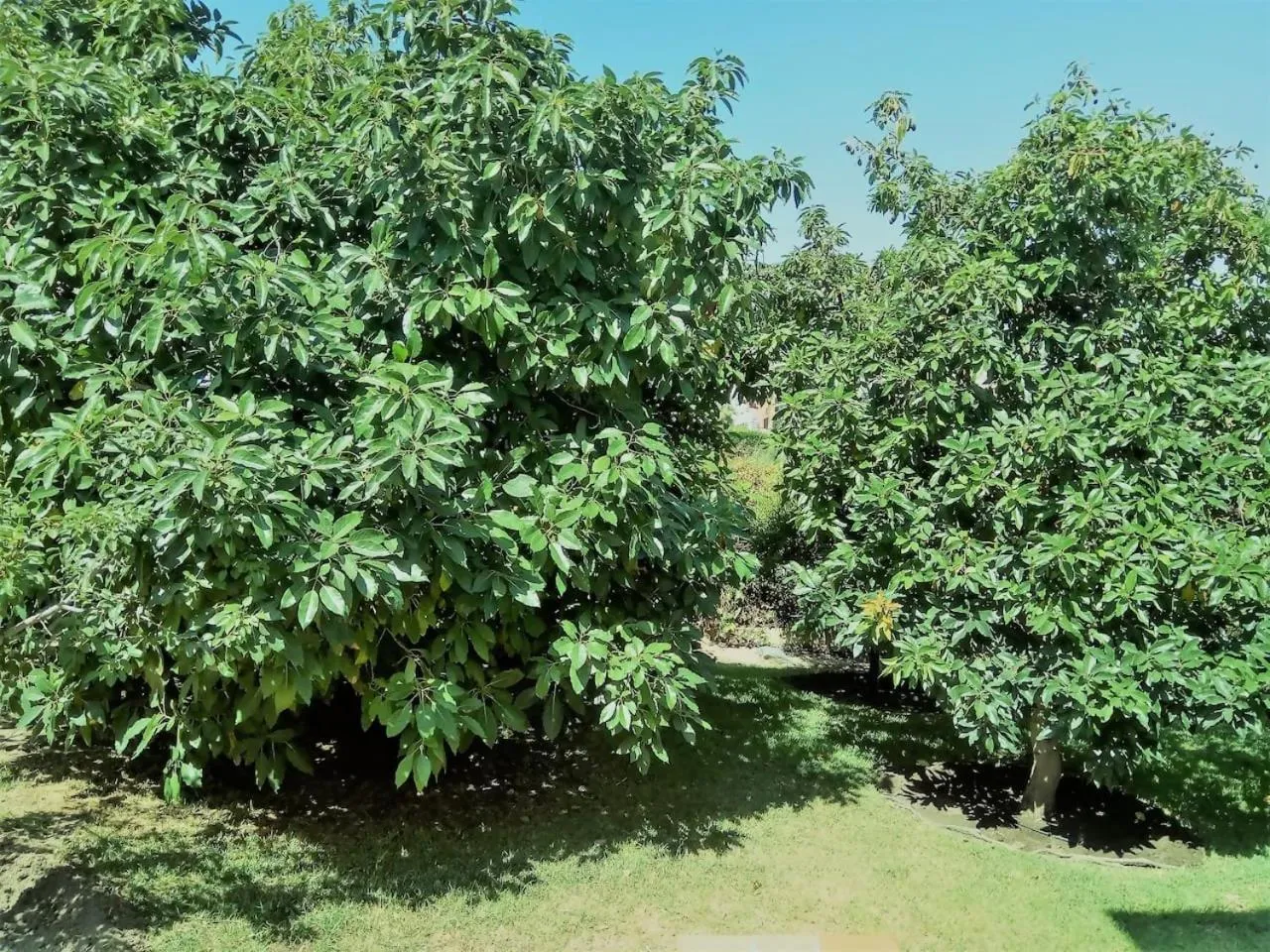 Garden in Villa Peralta, heated and private pool ,near beach and golf !