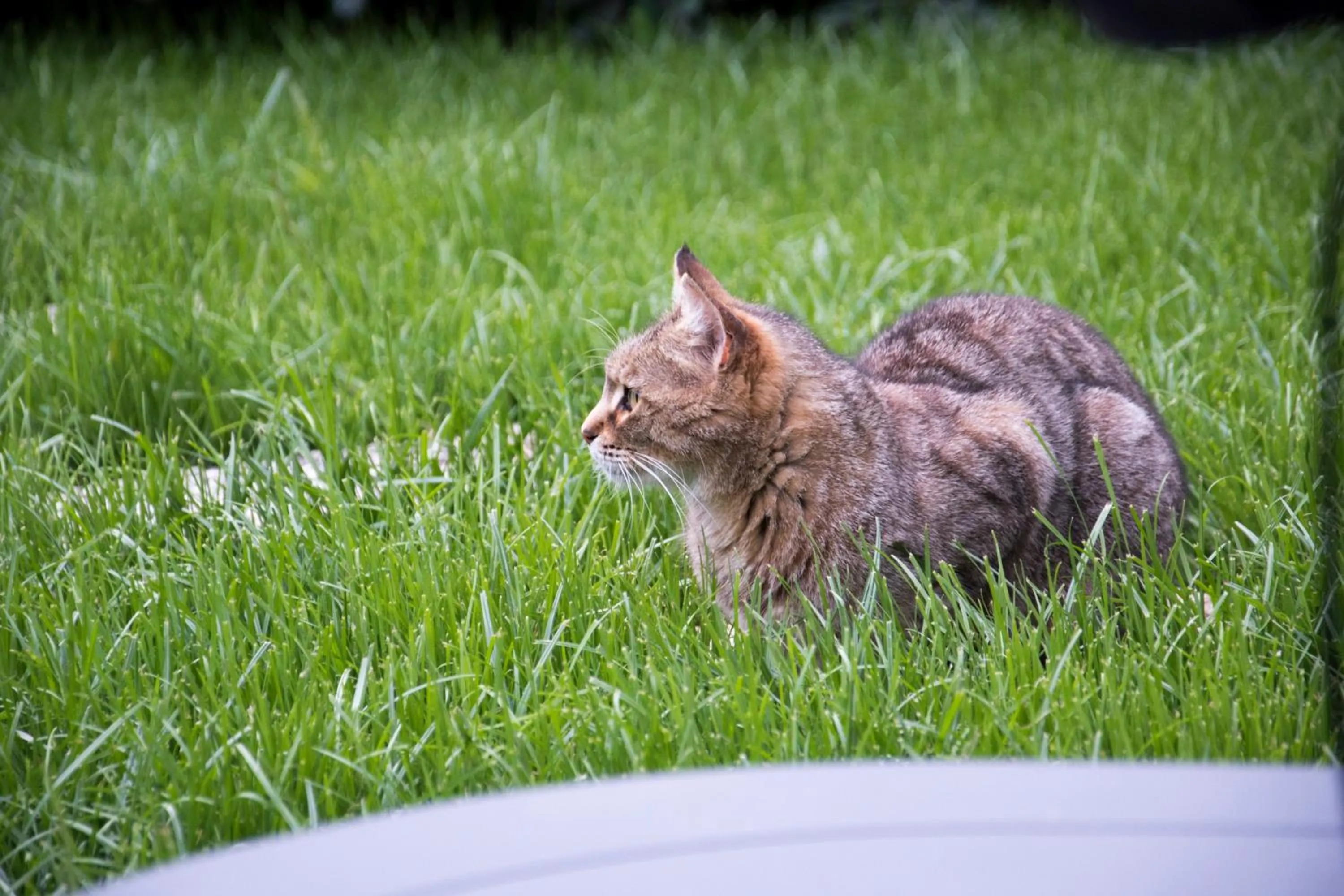 Pets in L'oasi di Giorgia