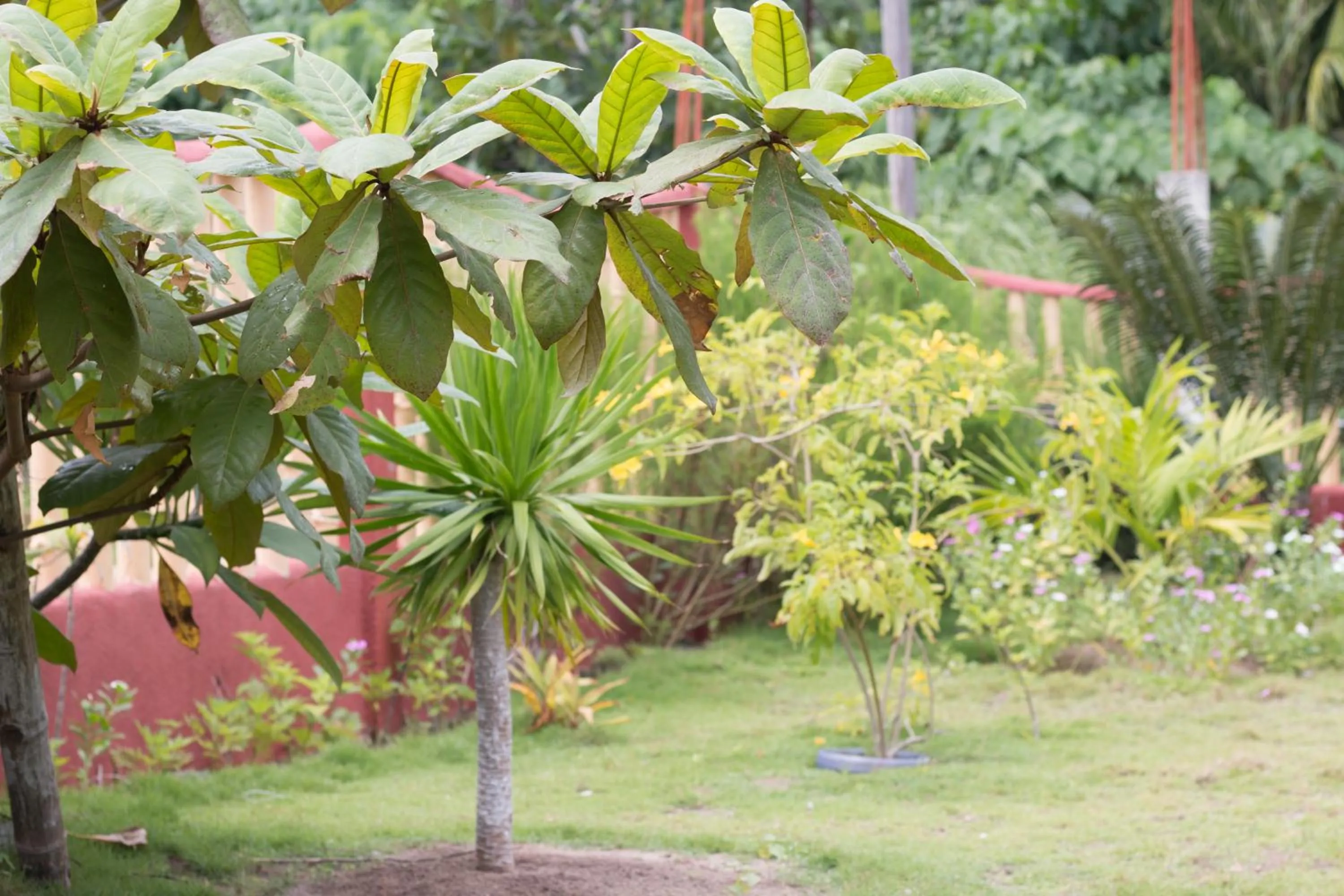 Garden in Moonlight Resort