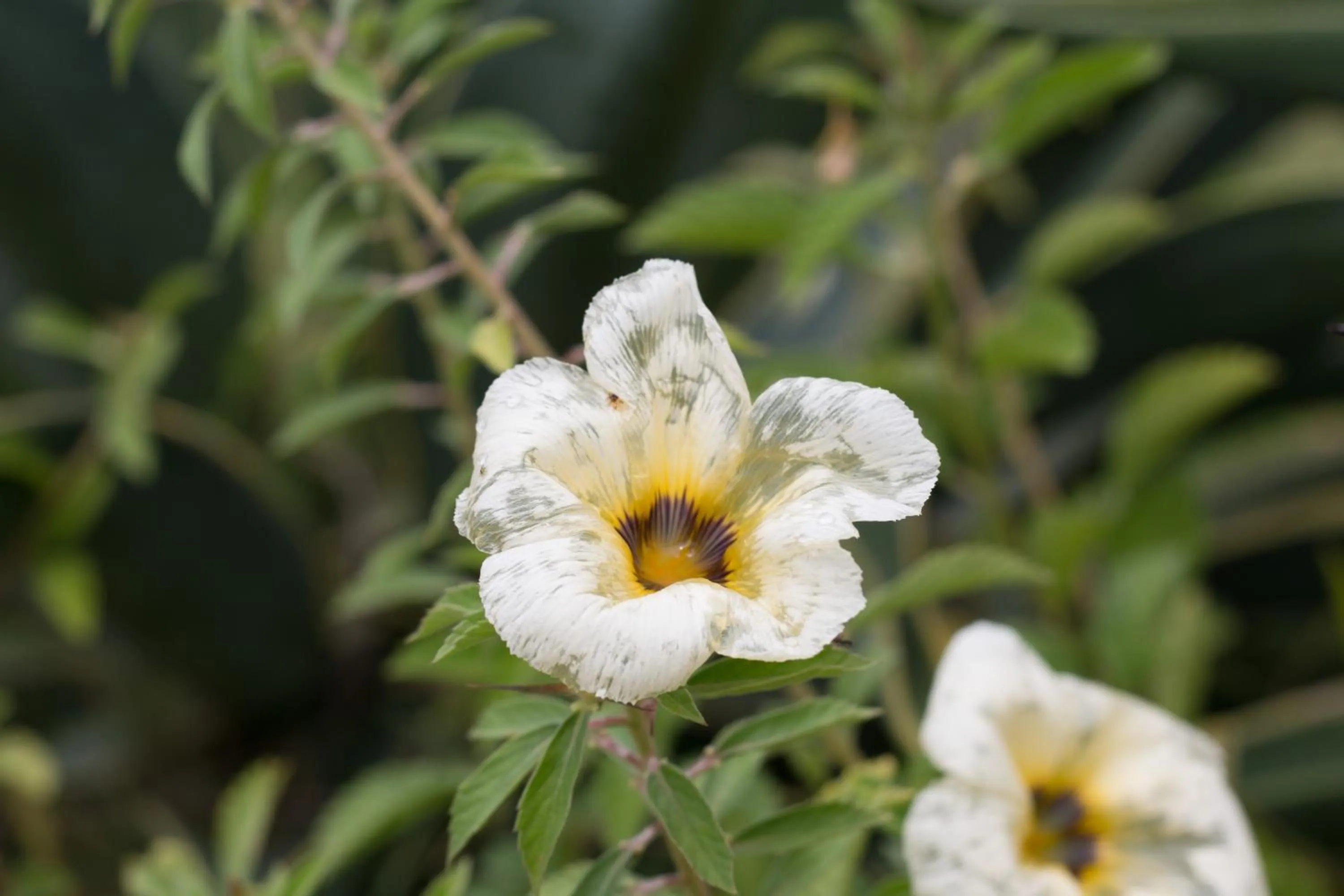 Garden in Moonlight Resort