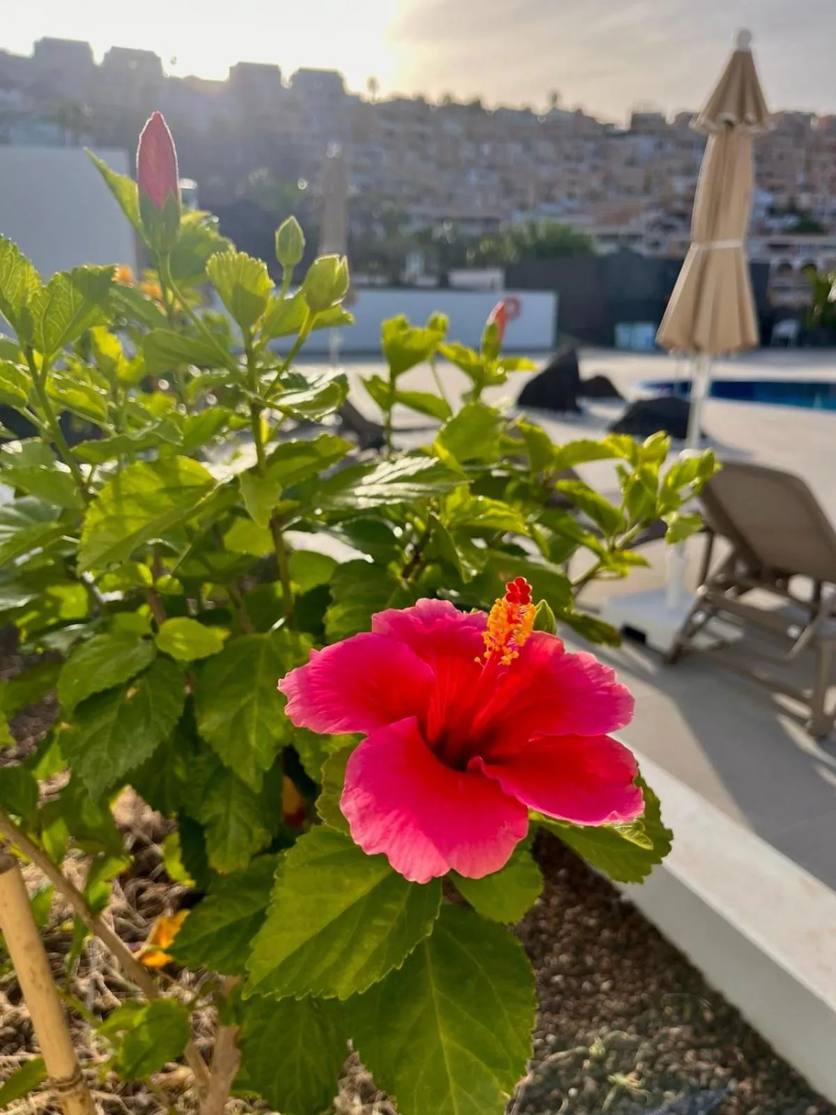 Garden in Costa Adeje Garden Aparthotel