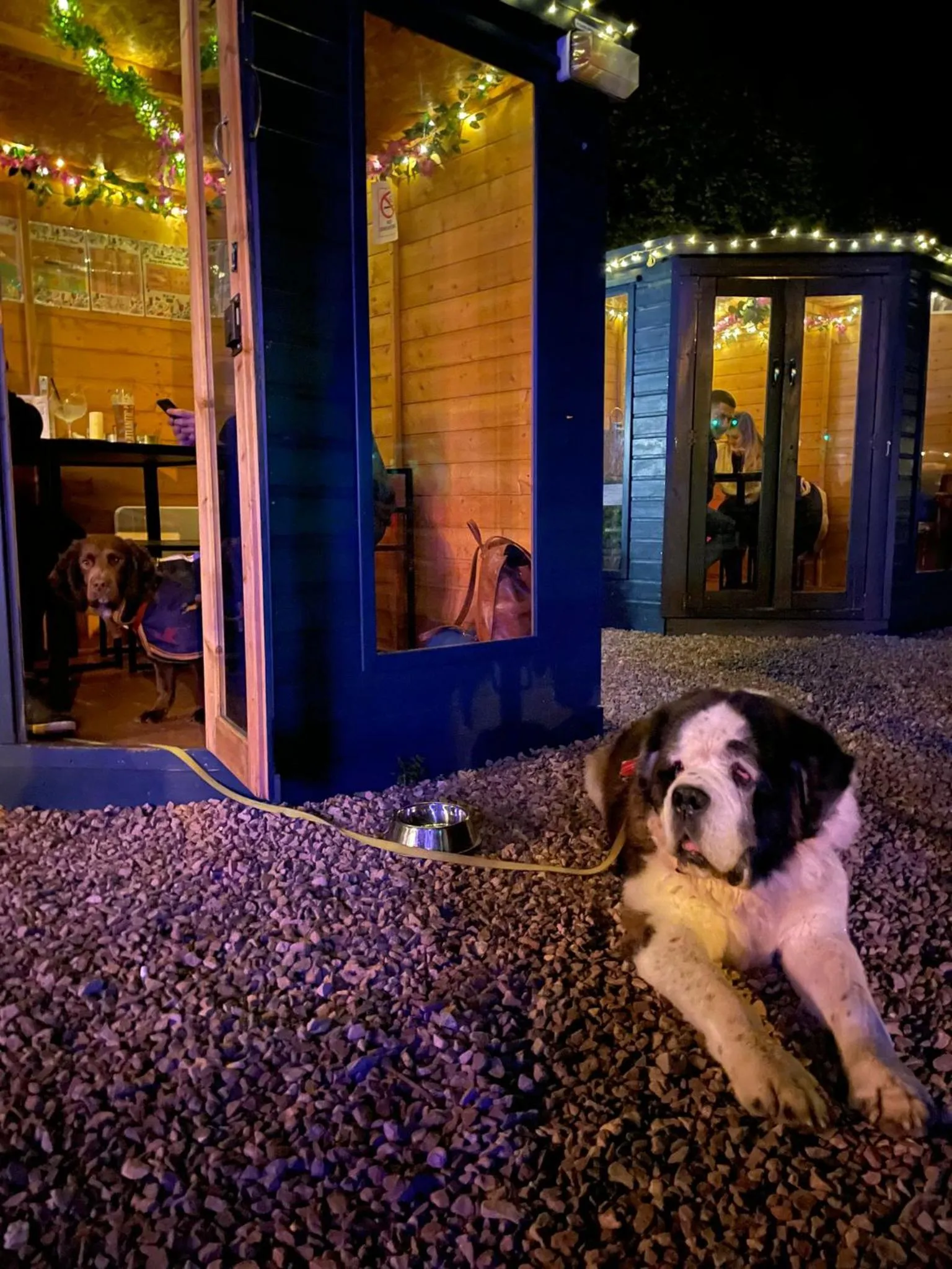 Pets in The Farmers Boy Inn Guest House