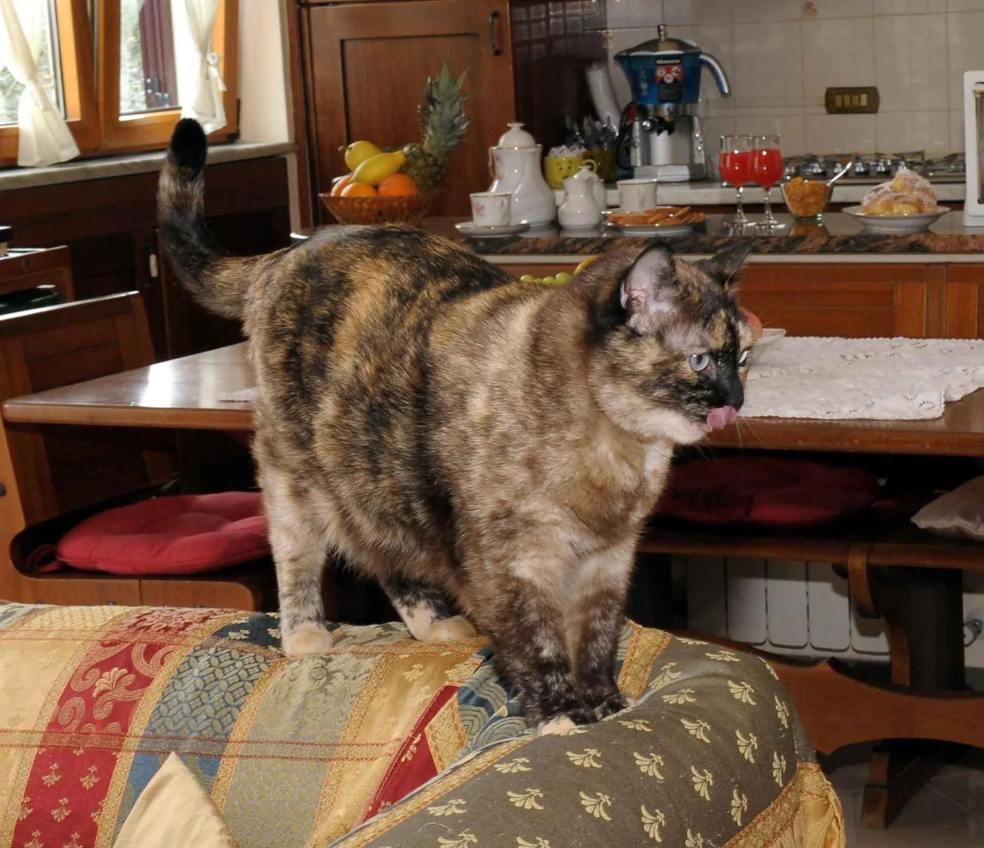 Pets in Il Cottage B&B