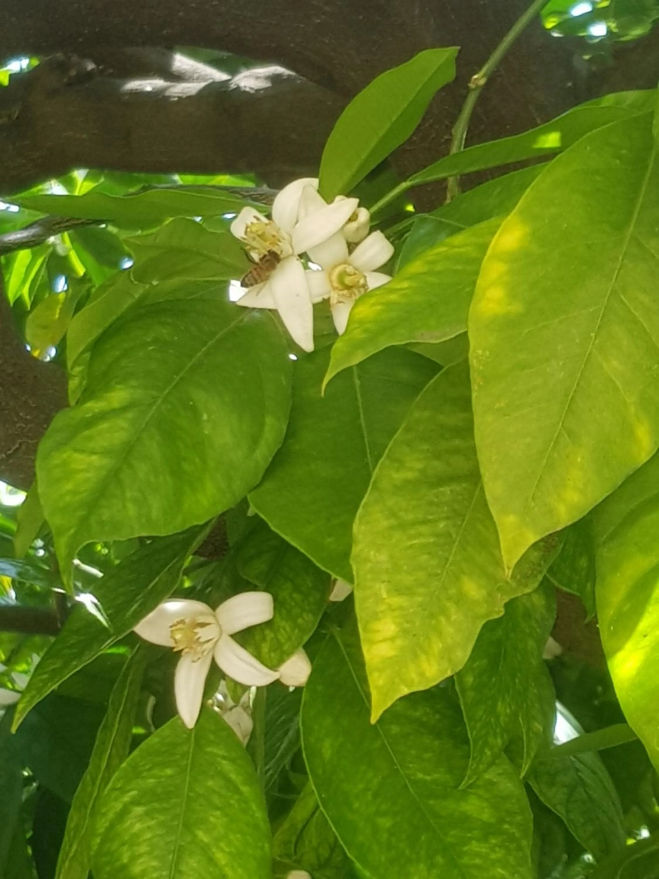 Natural landscape in Ca du Ginetto B & B