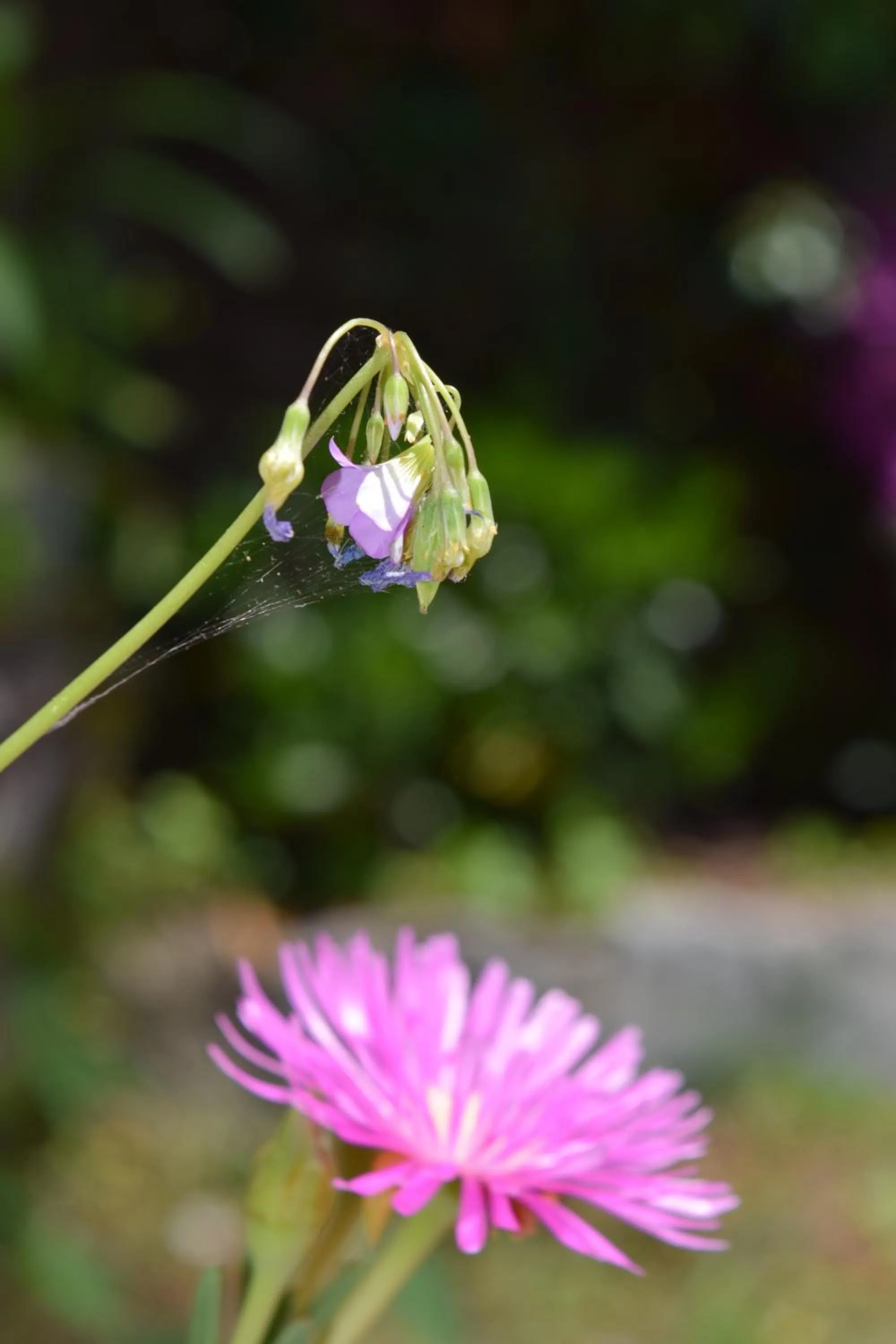 Summer in Villa Il Respiro