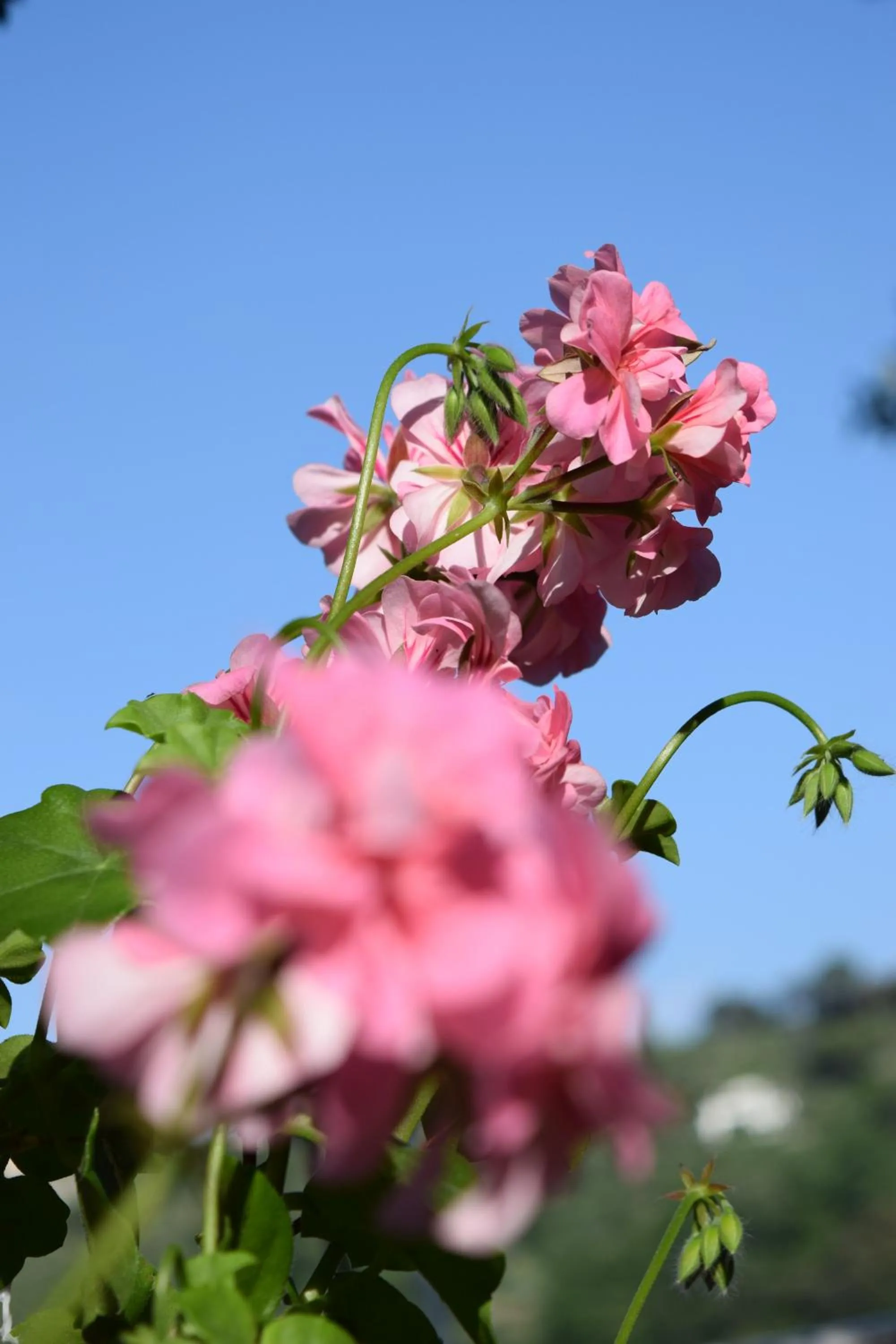 Garden in Villa Il Respiro