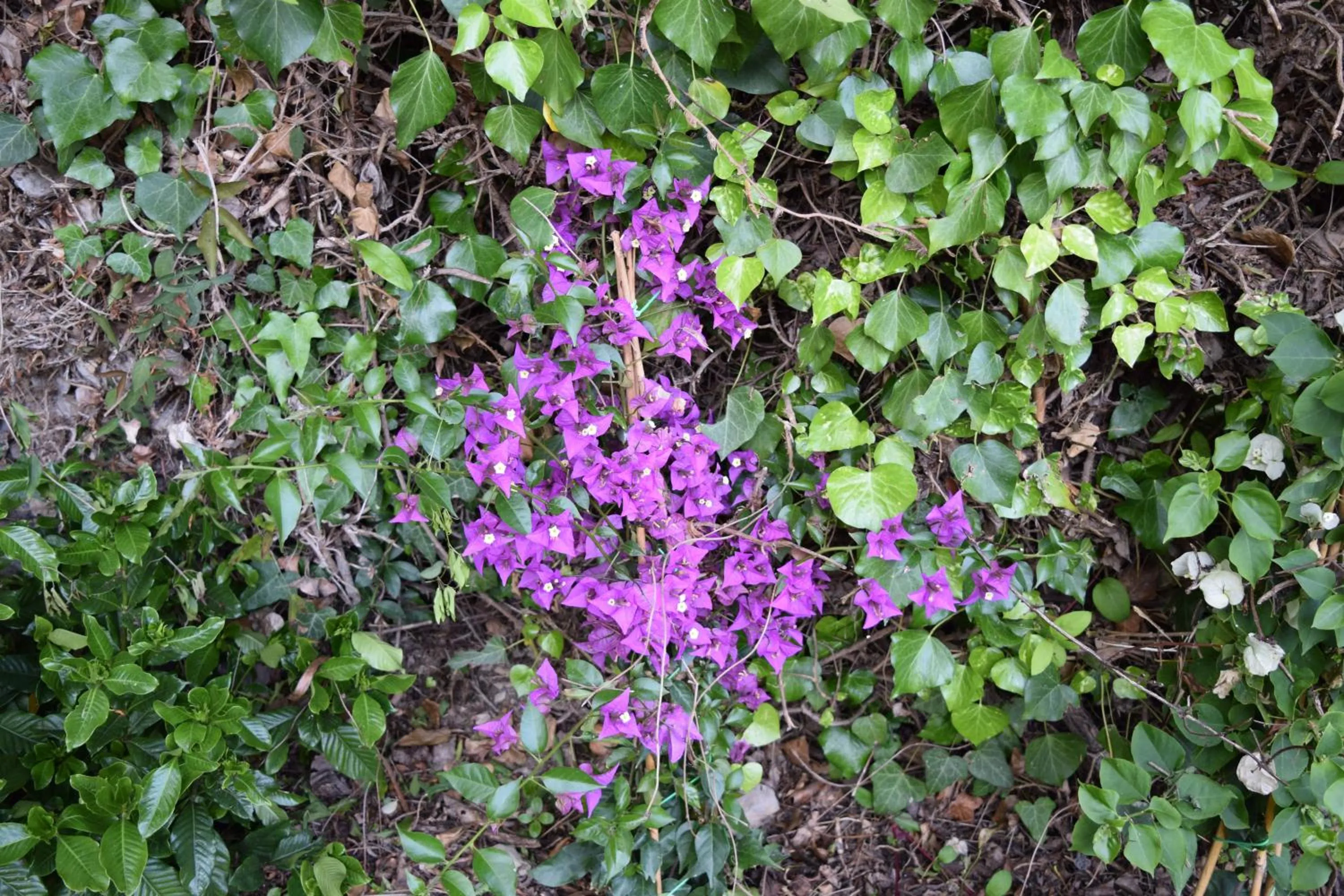 Garden in Villa Il Respiro