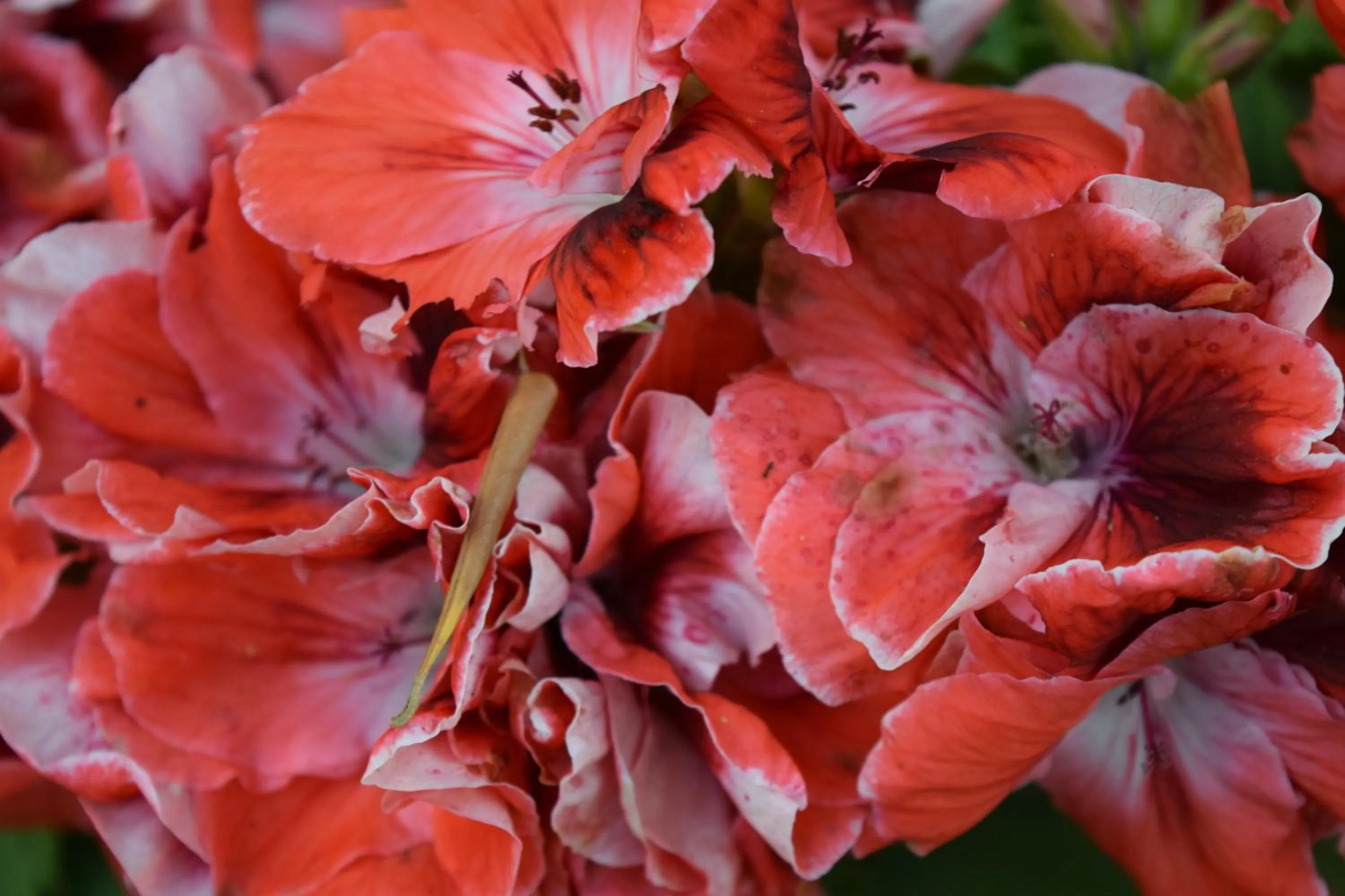 Garden in Villa Il Respiro