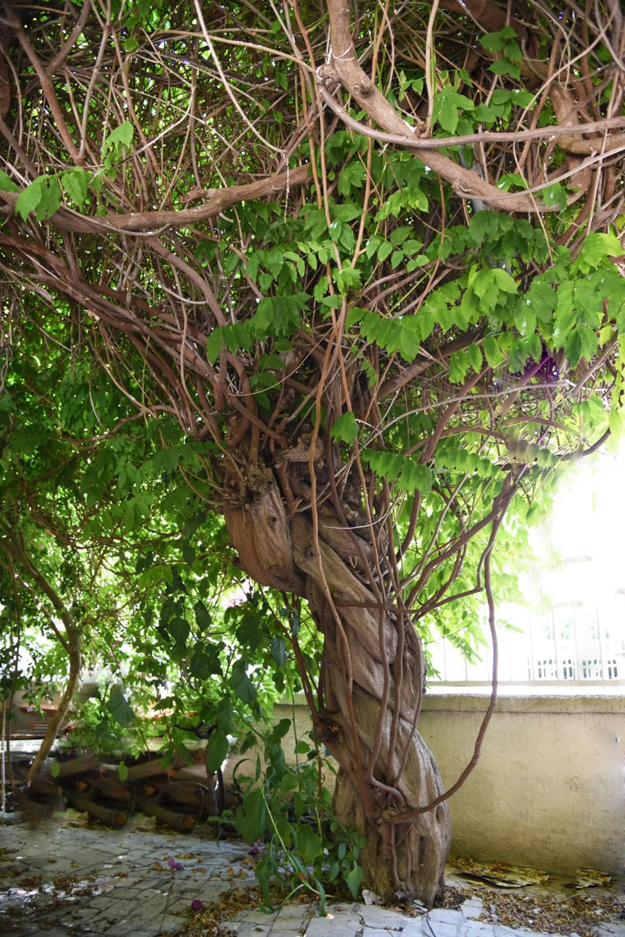 B&B Al Vecchio Glicine