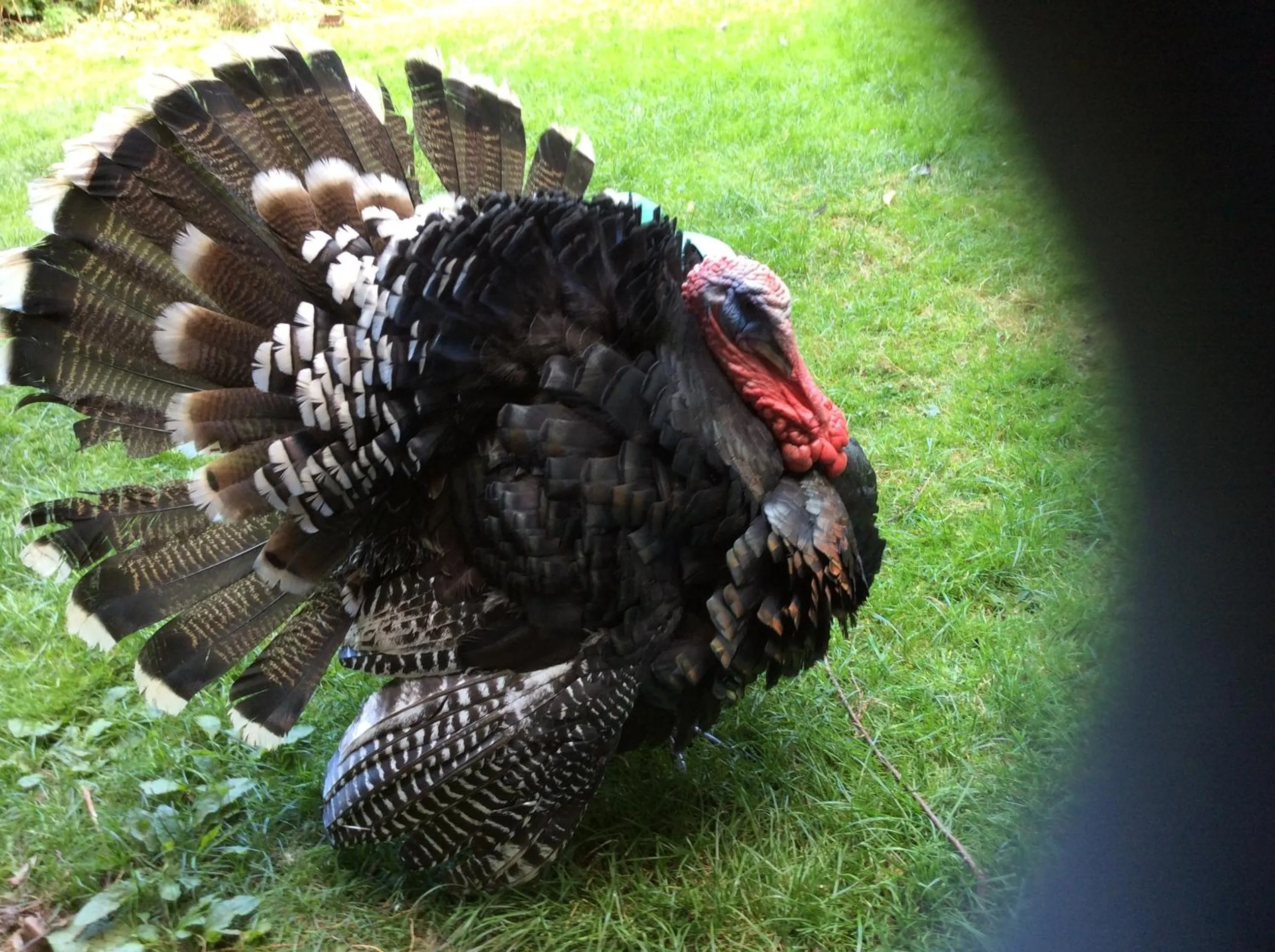 Animals in Avonpark House