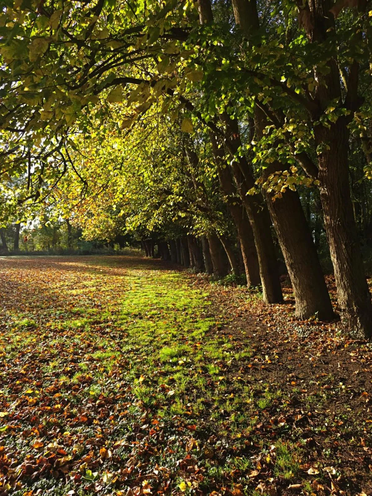 Garden in Weston Manor Hotel