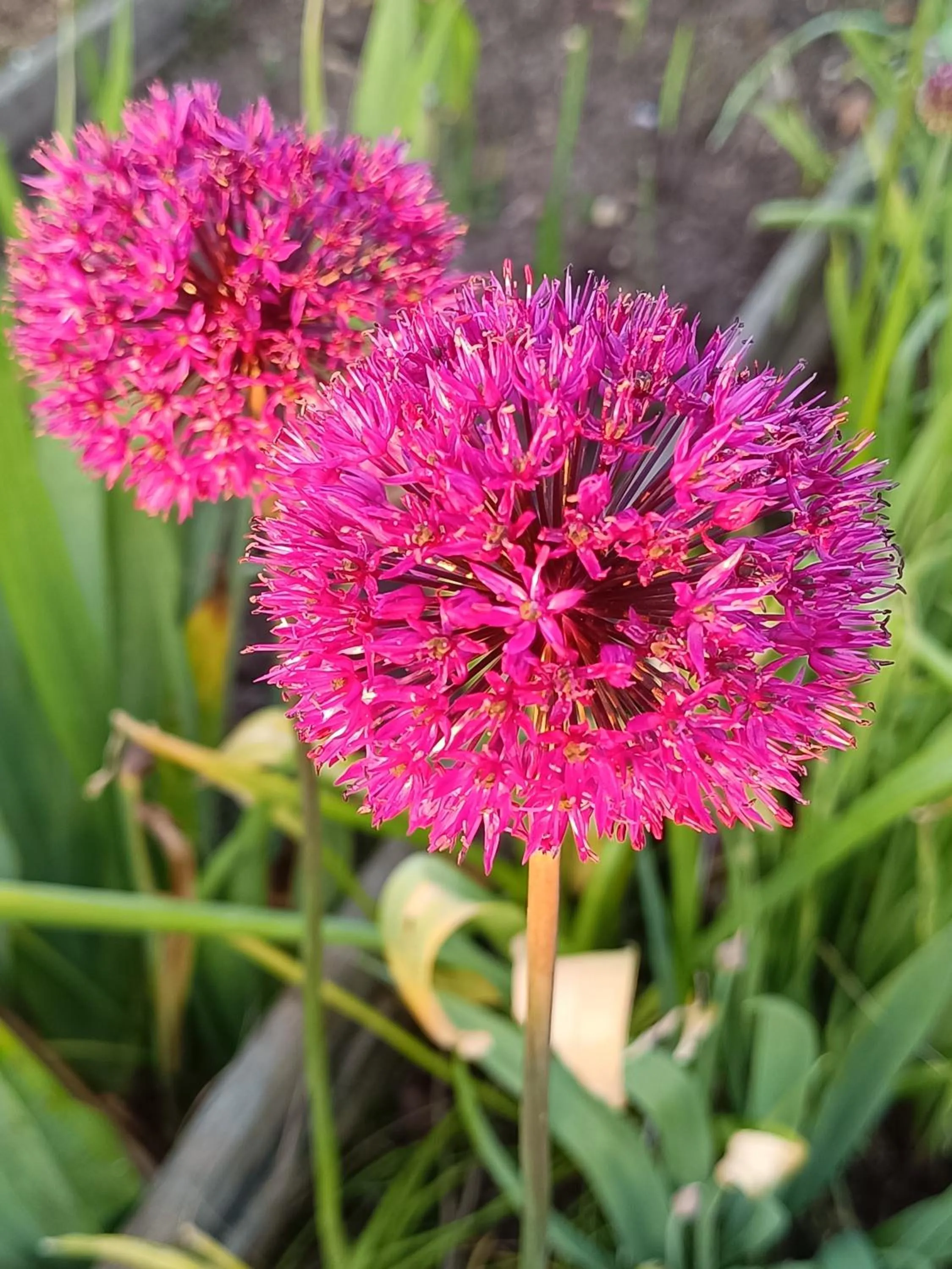 Spring in Chambres d'hotes du Port Gautier