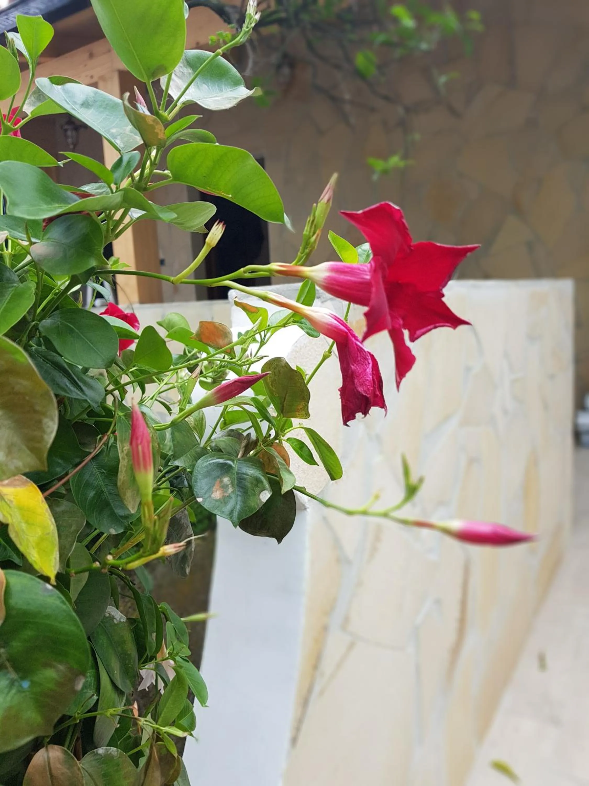 Floor plan in Le Tre Rose