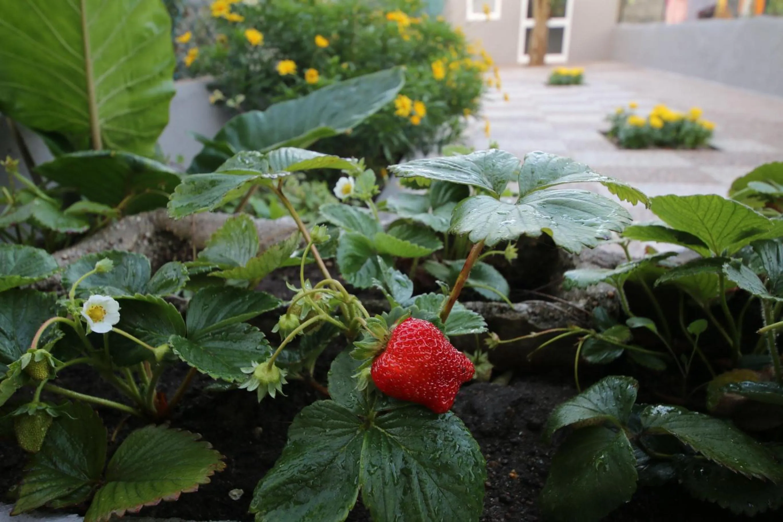 Garden in Povoa do Mar