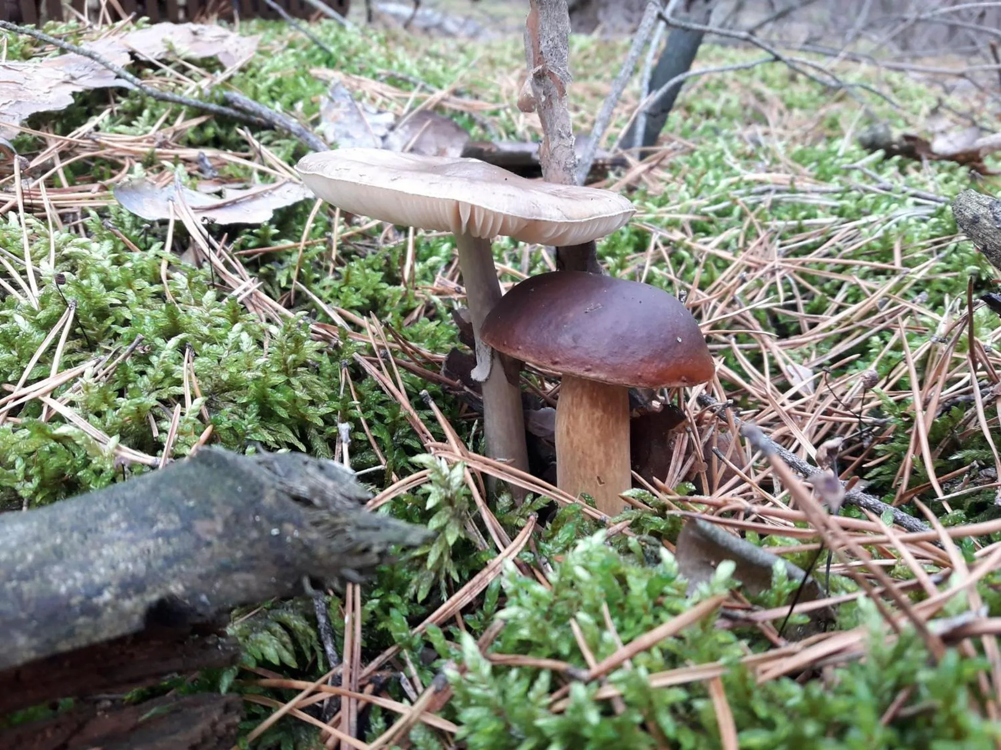 Pałac Myśliwski w Antoninie