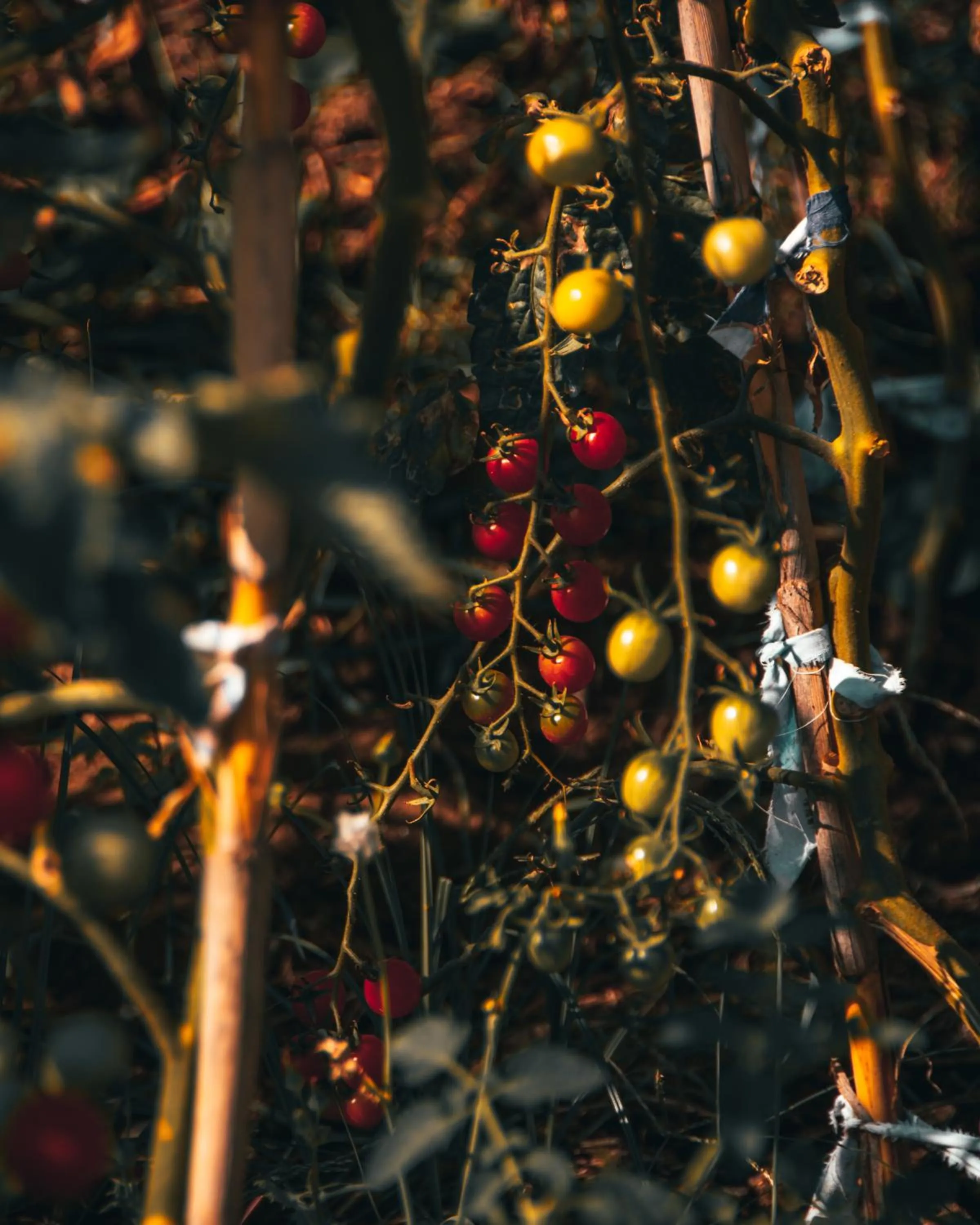 Property building in Rambuje Resort