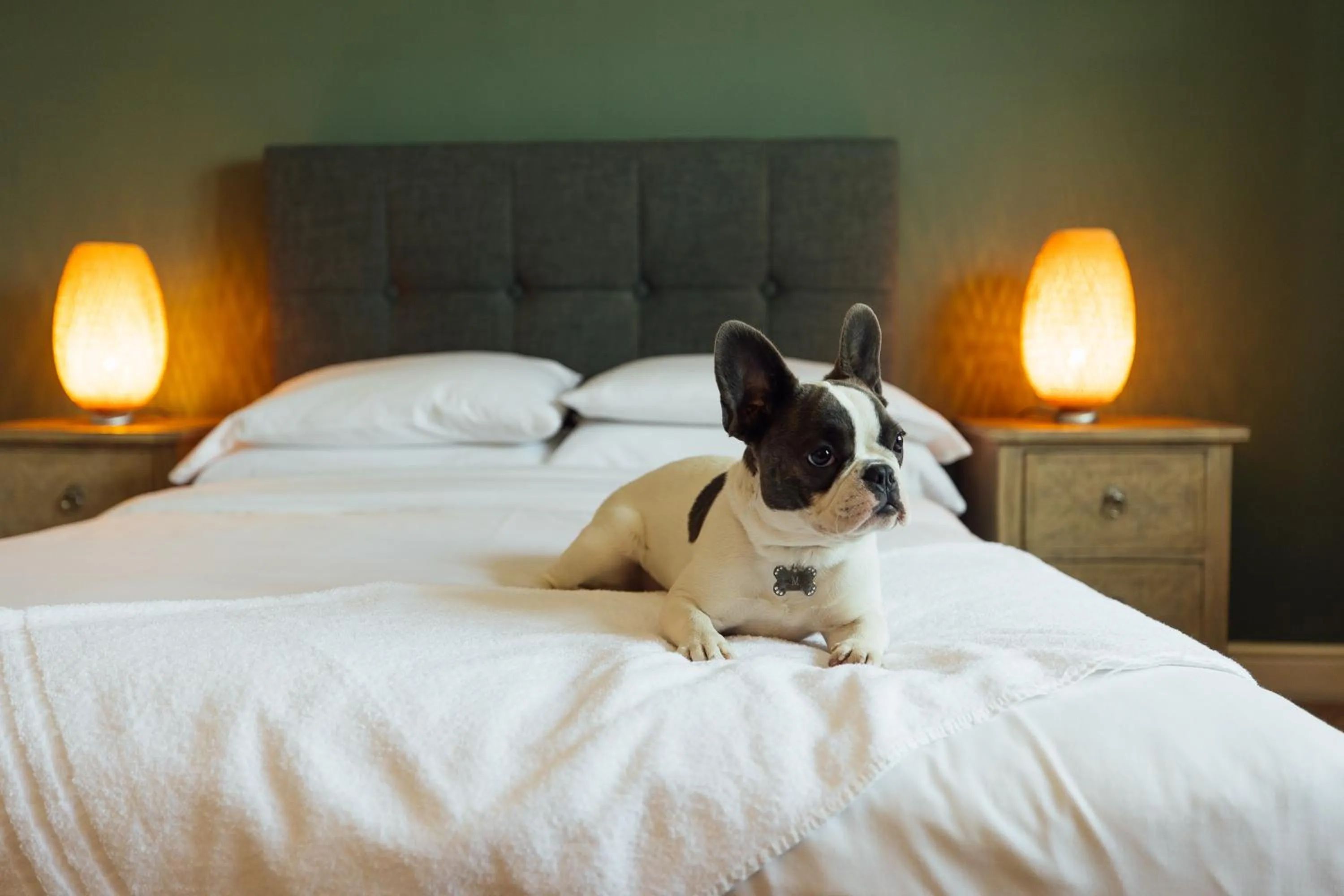 Pets, Bed in The Imperial Dragon Hotel