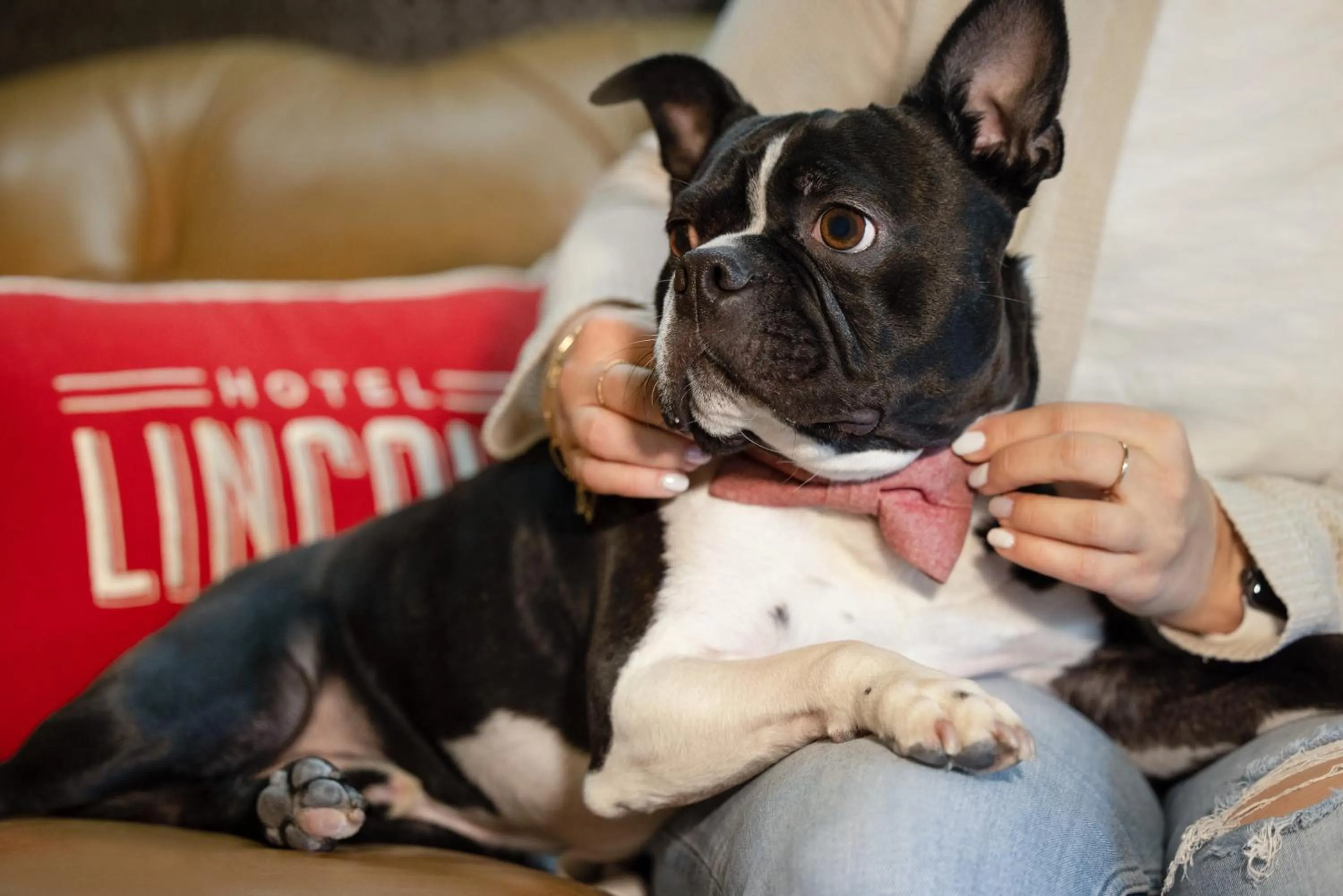 Pets in Hotel Lincoln