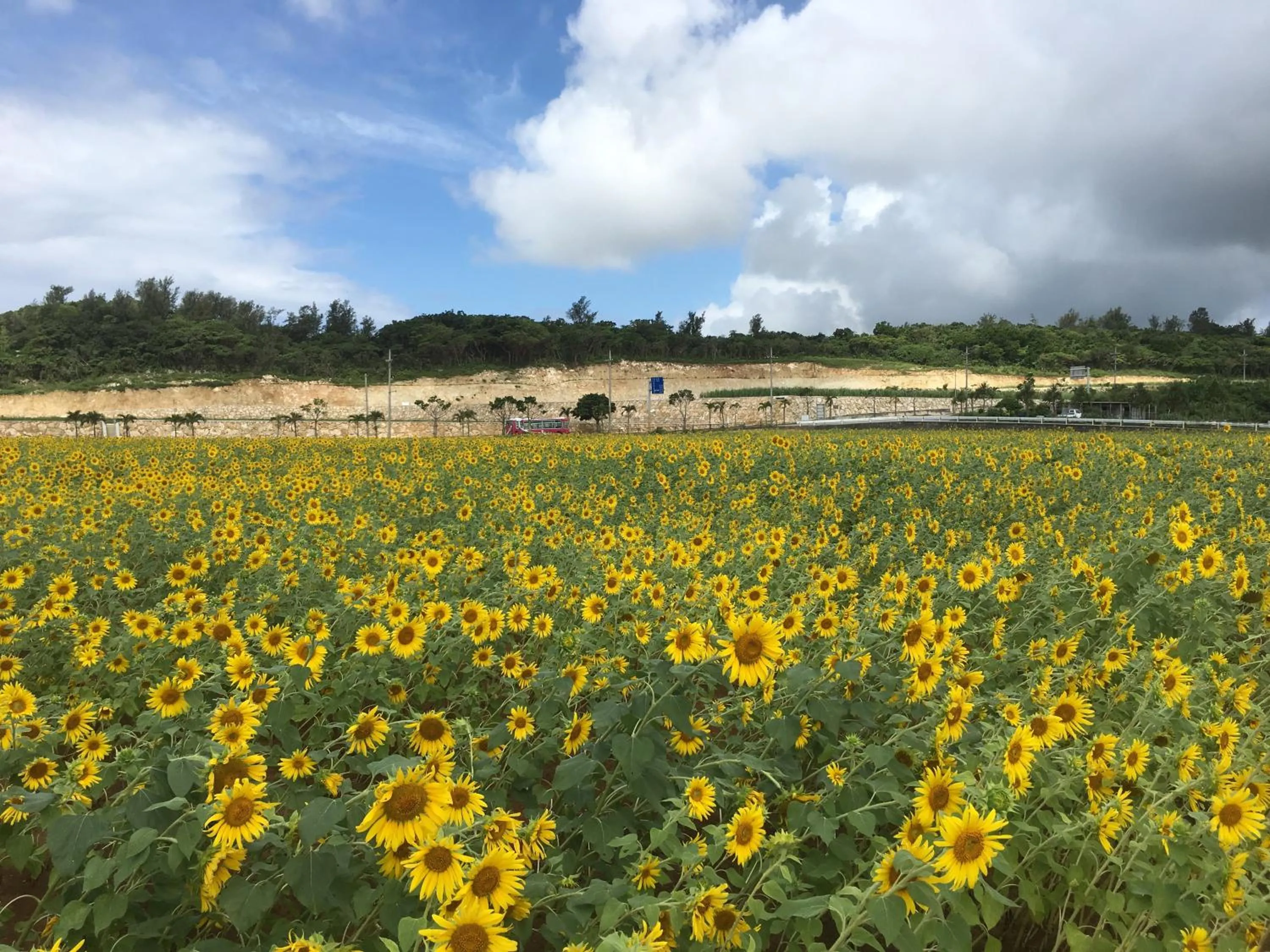 Minnkayado intoparitosura