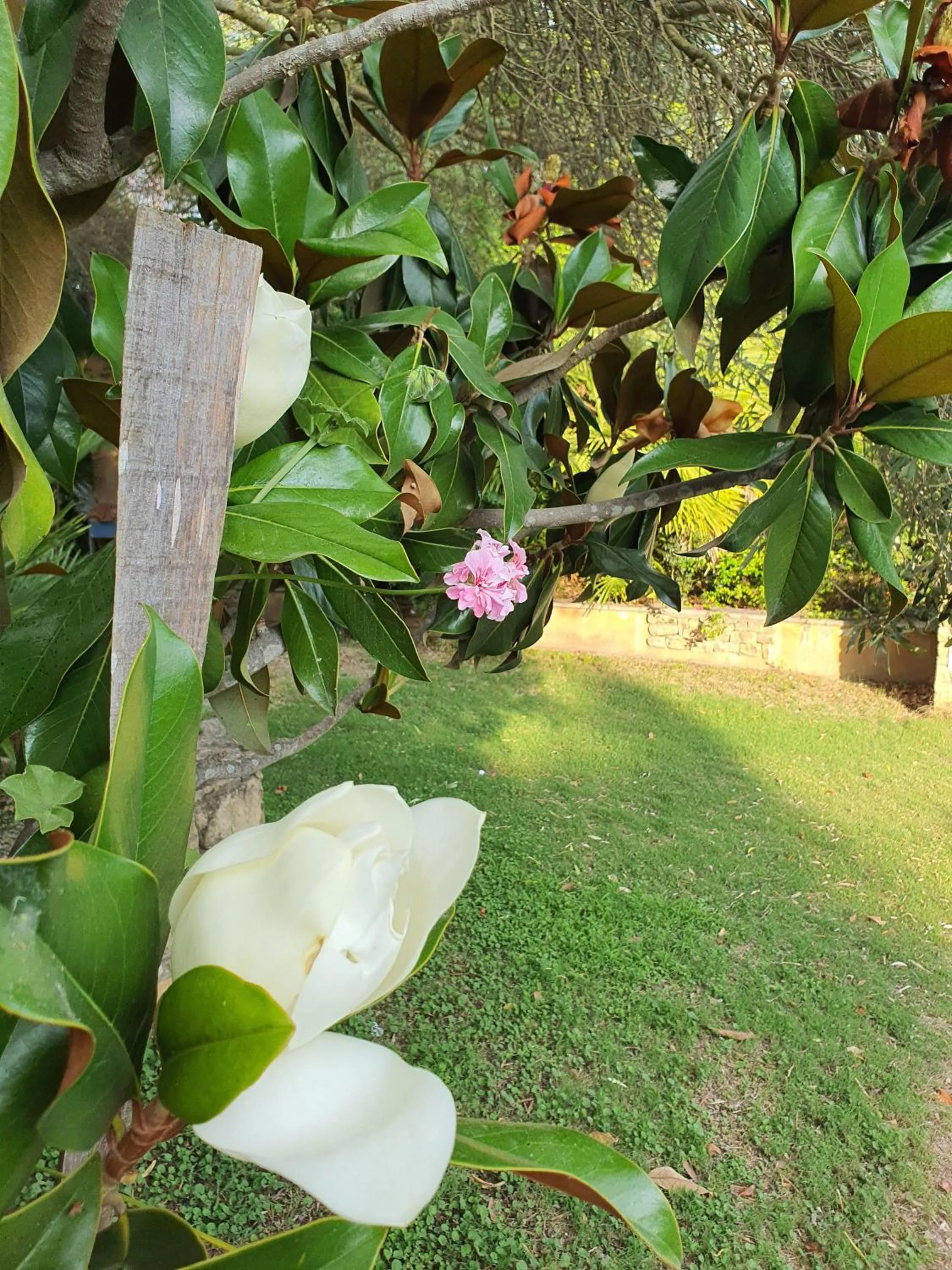 Garden in Hotel Garden