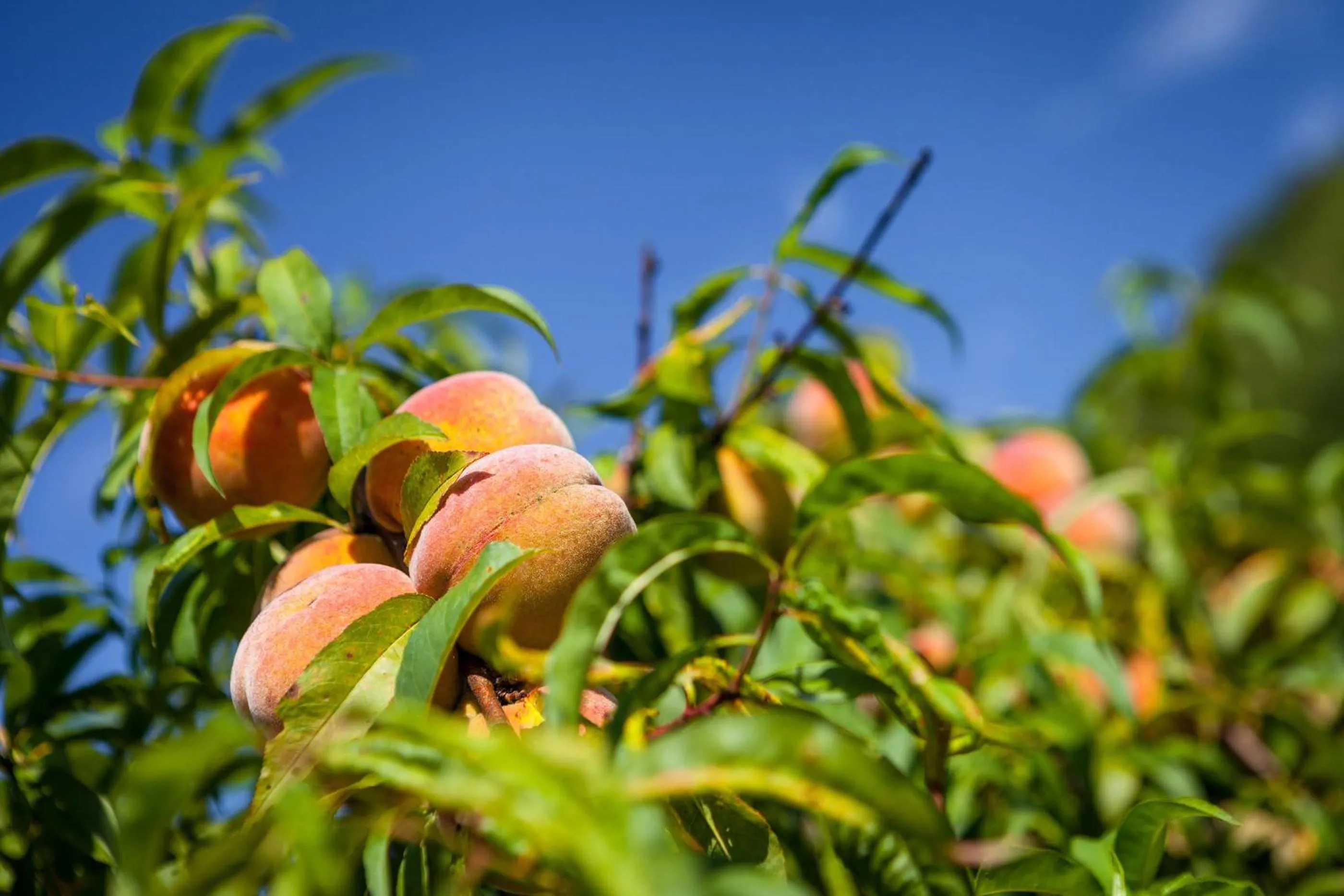Garden in Tourist Farm Zelinc