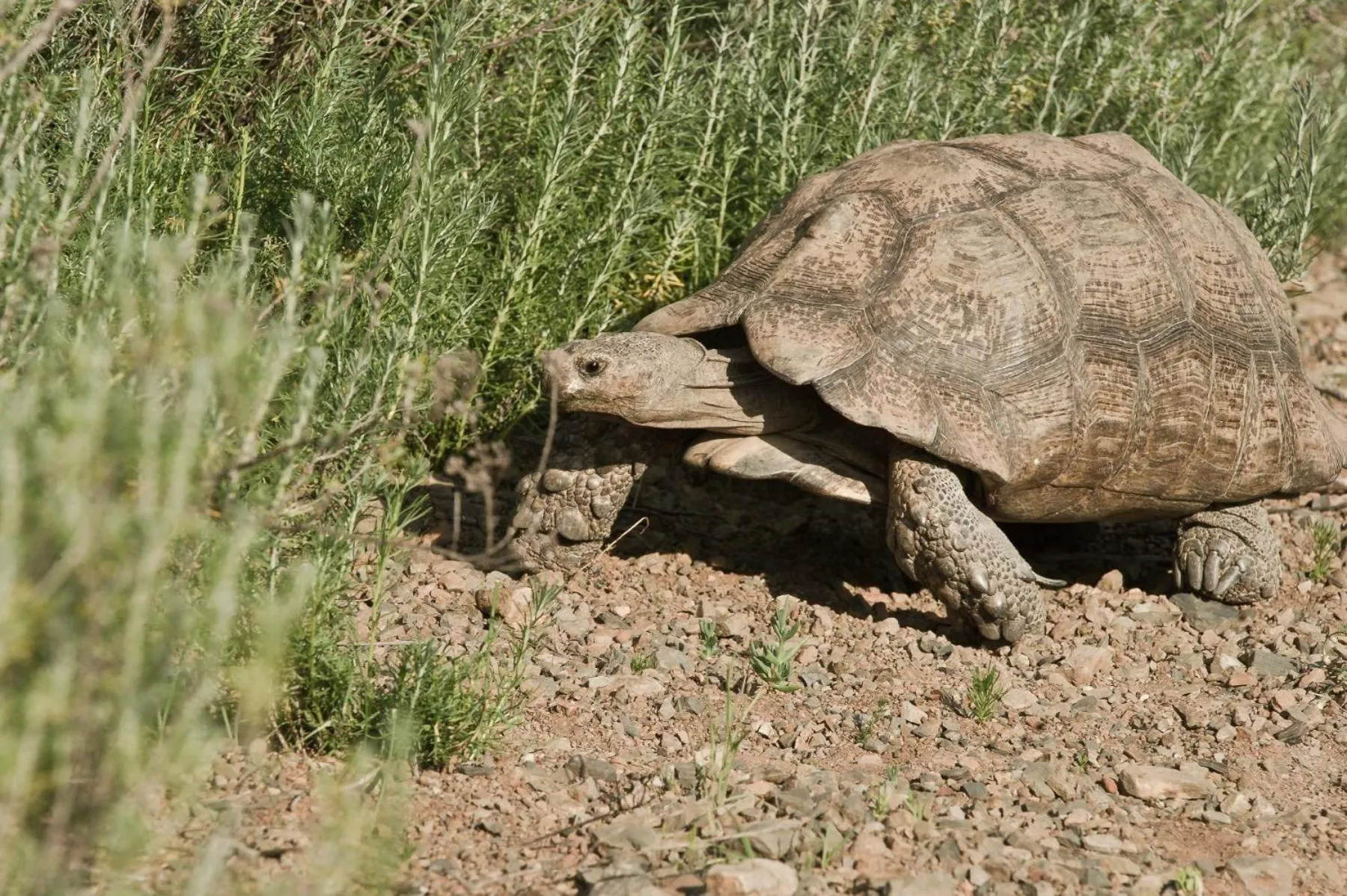 Animals in African Game Lodge