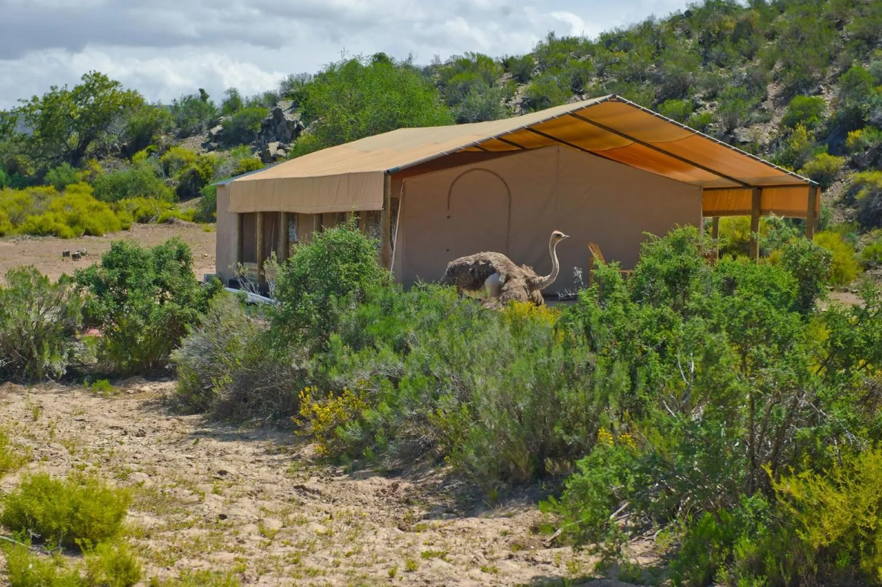 Property building in African Game Lodge