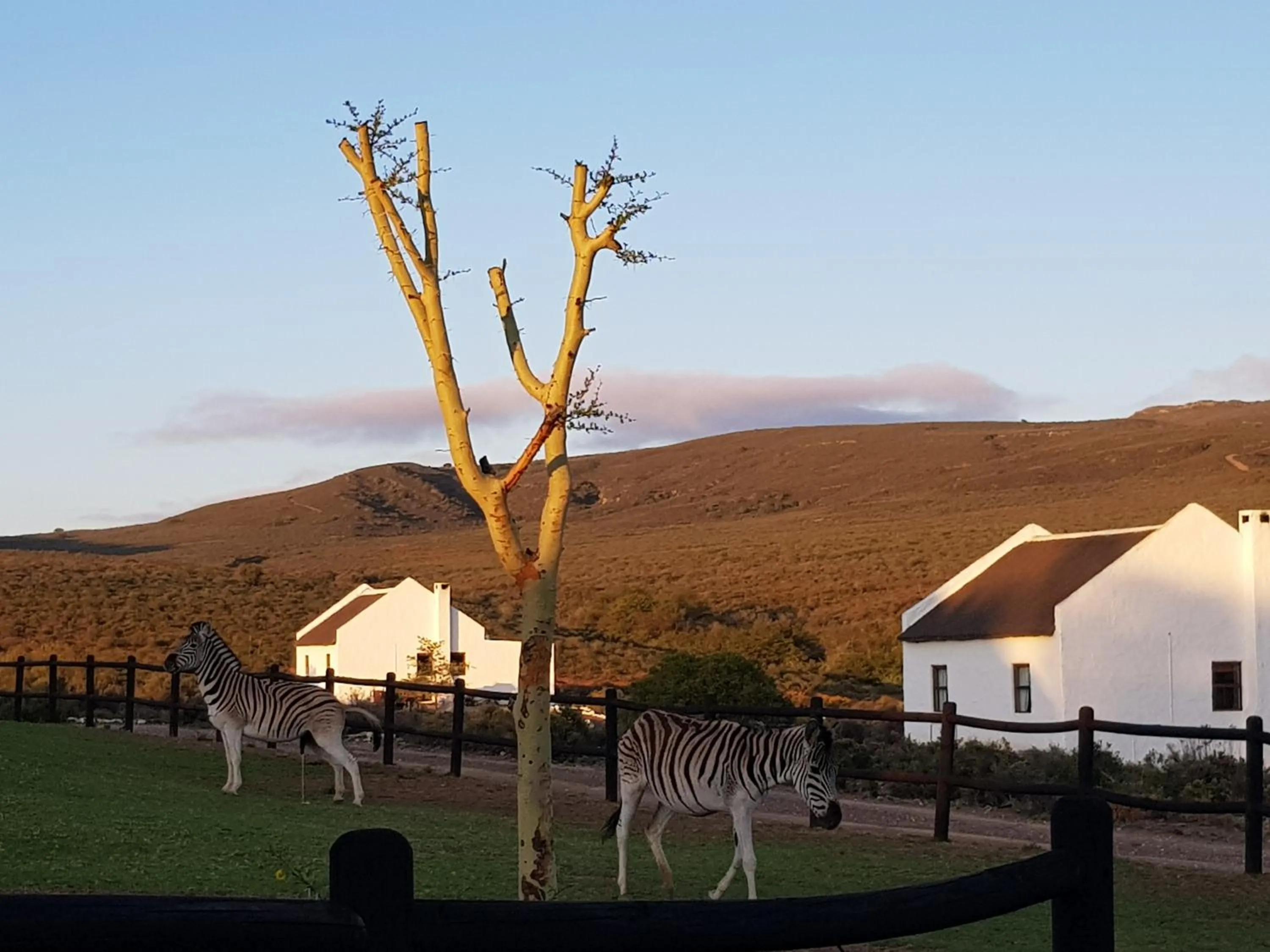 Animals in African Game Lodge