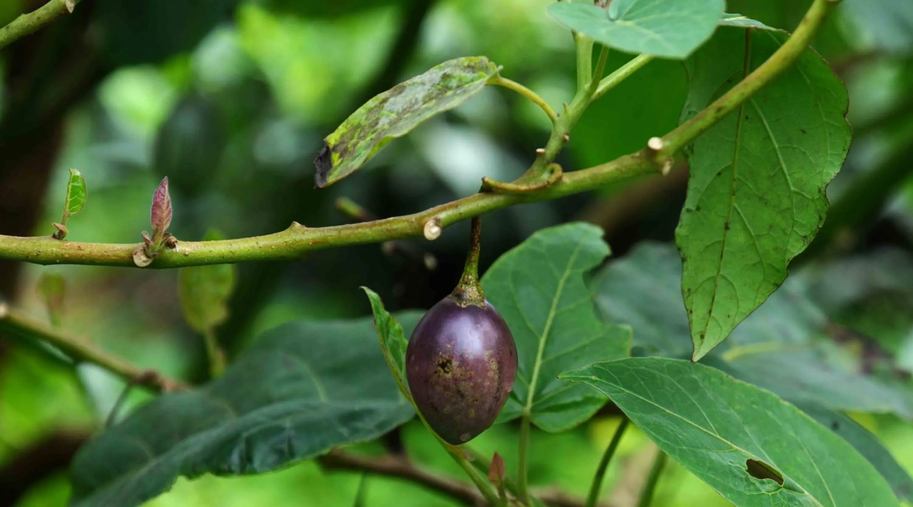 Food in Camelot Resort