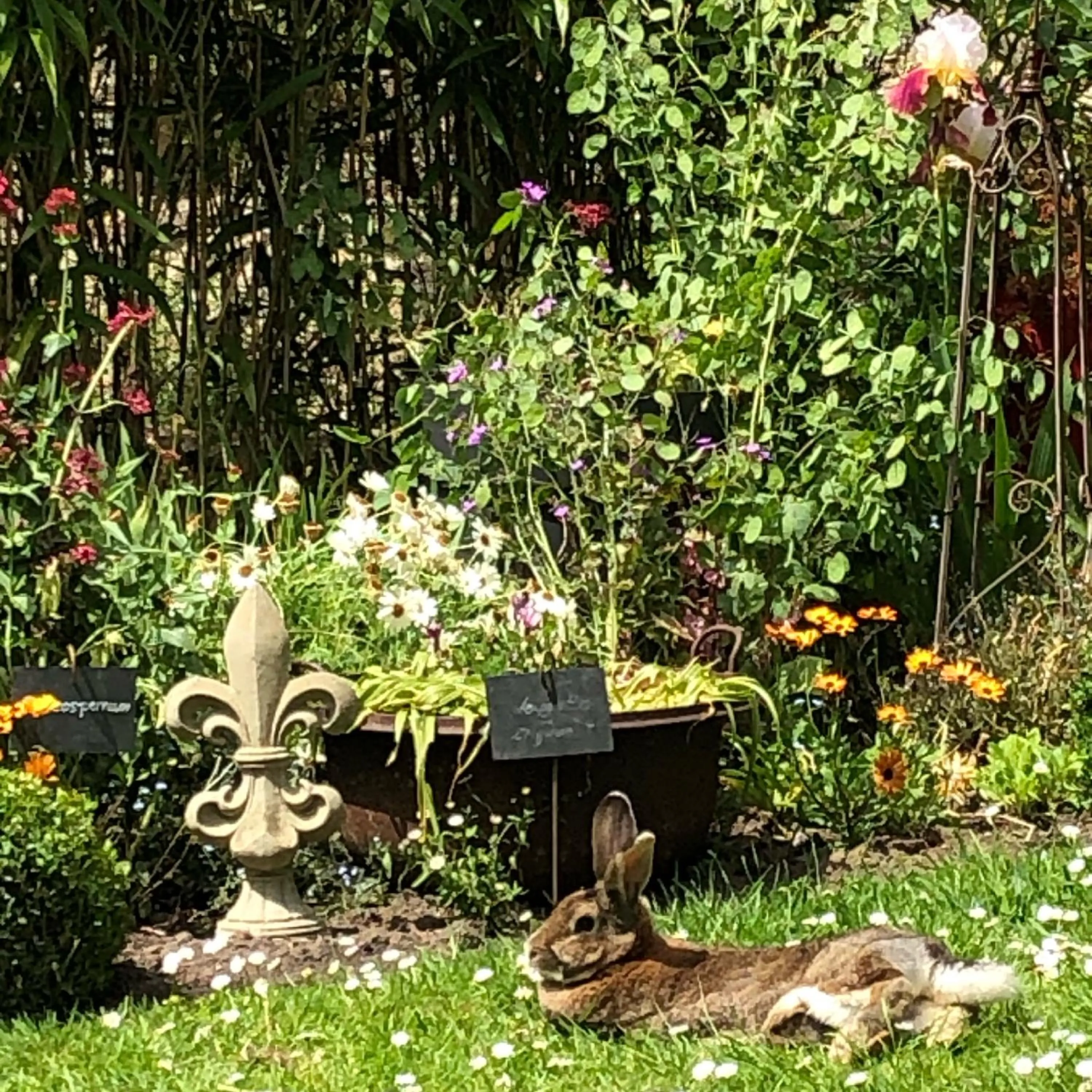 Garden in Aggarthi Bed and Breakfast