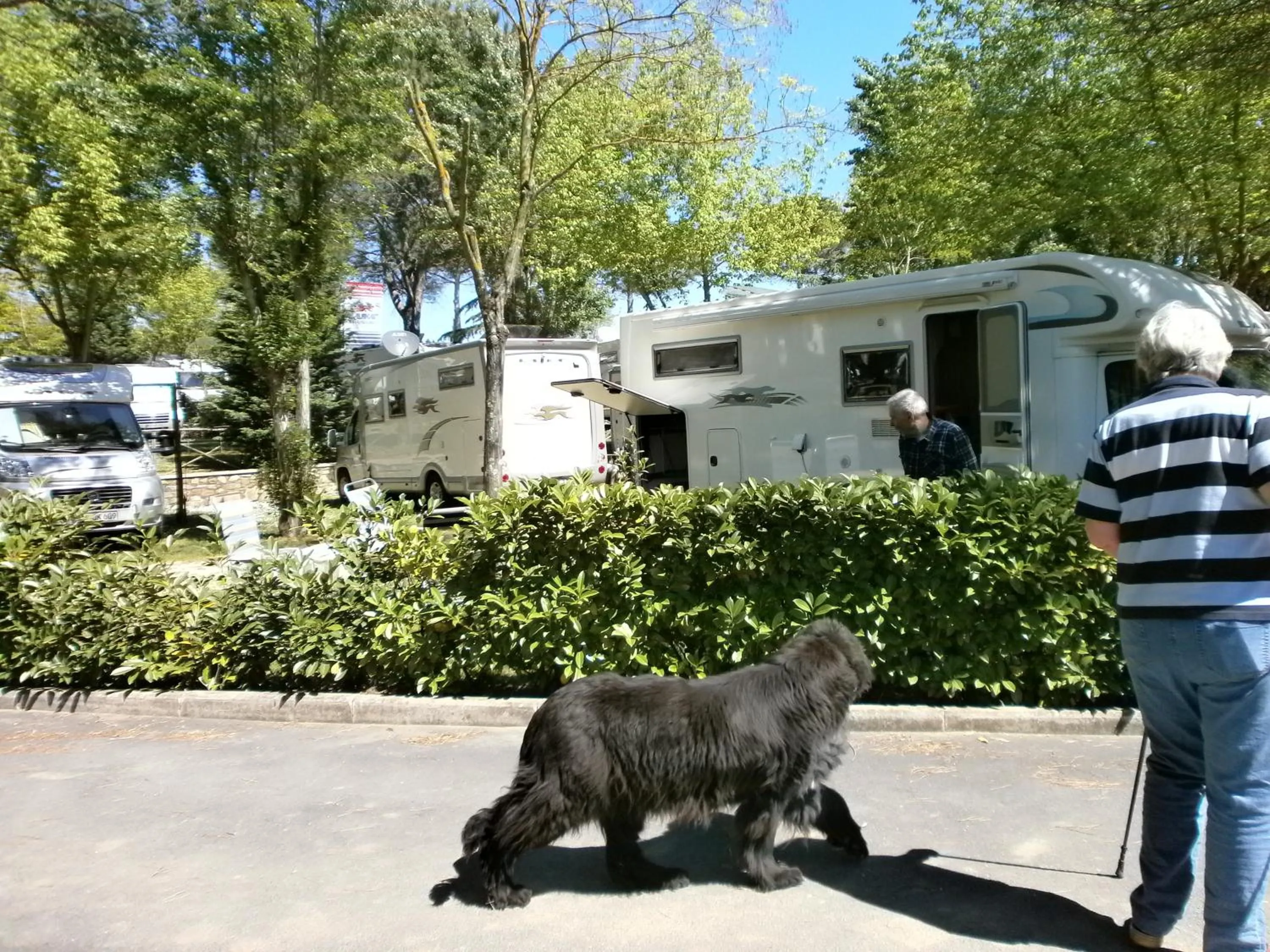 Pets in Camping Village Il Poggetto