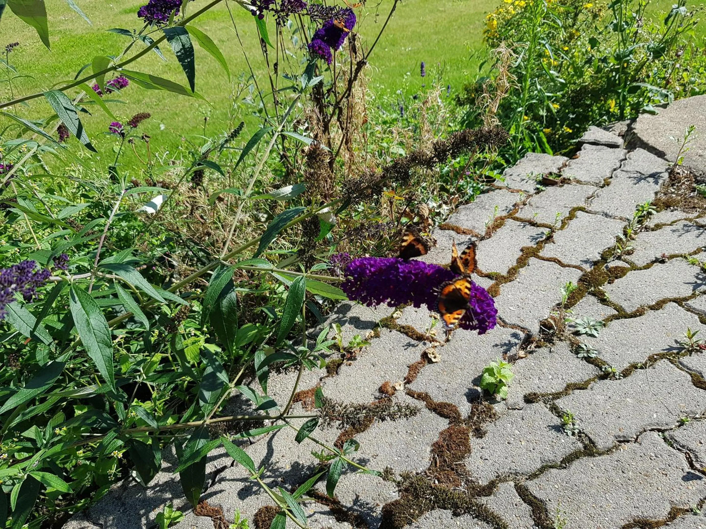 Garden view in Kyndestoft Bed & Breakfast