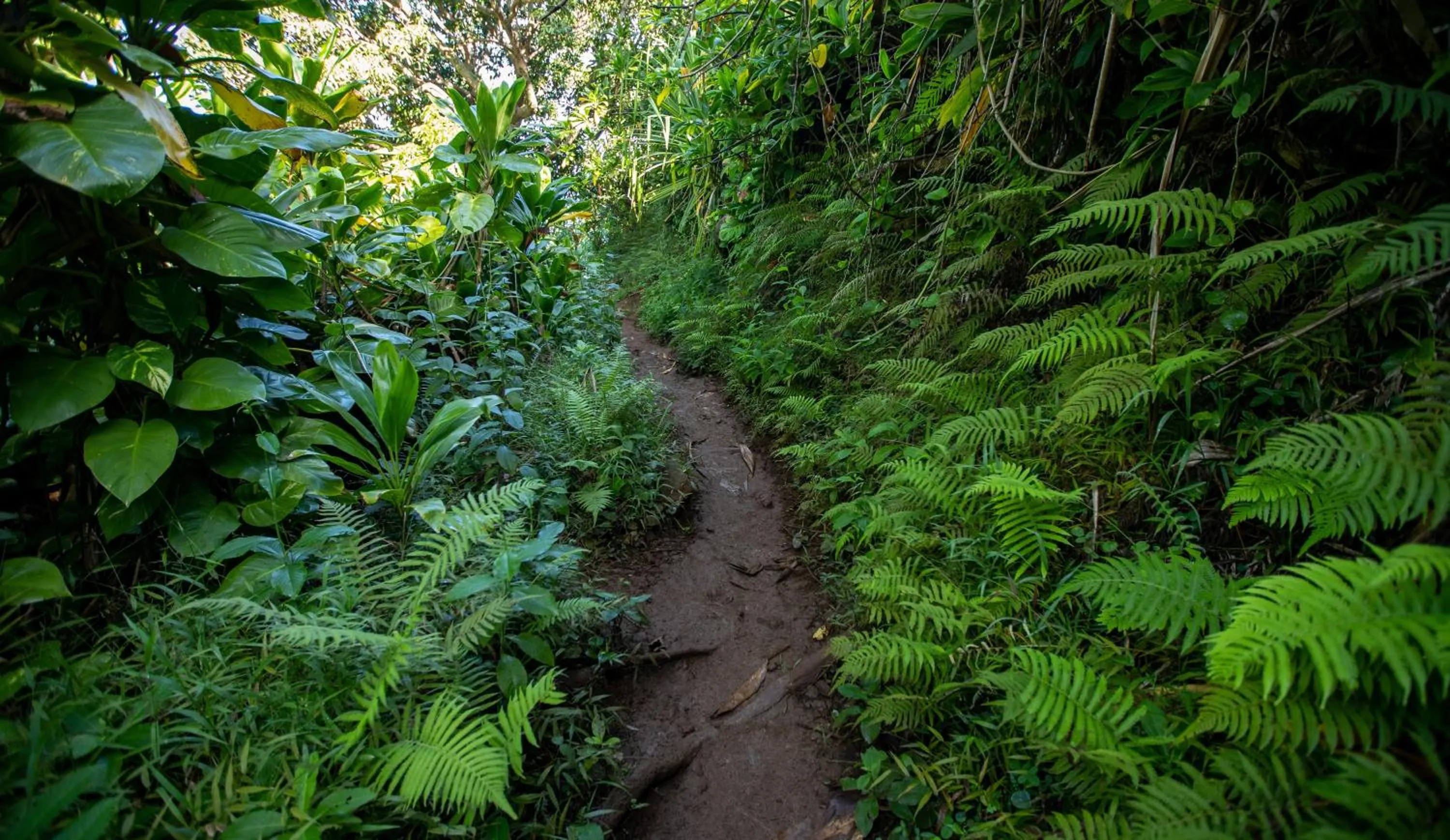 Natural landscape in Hanalei Colony Resort