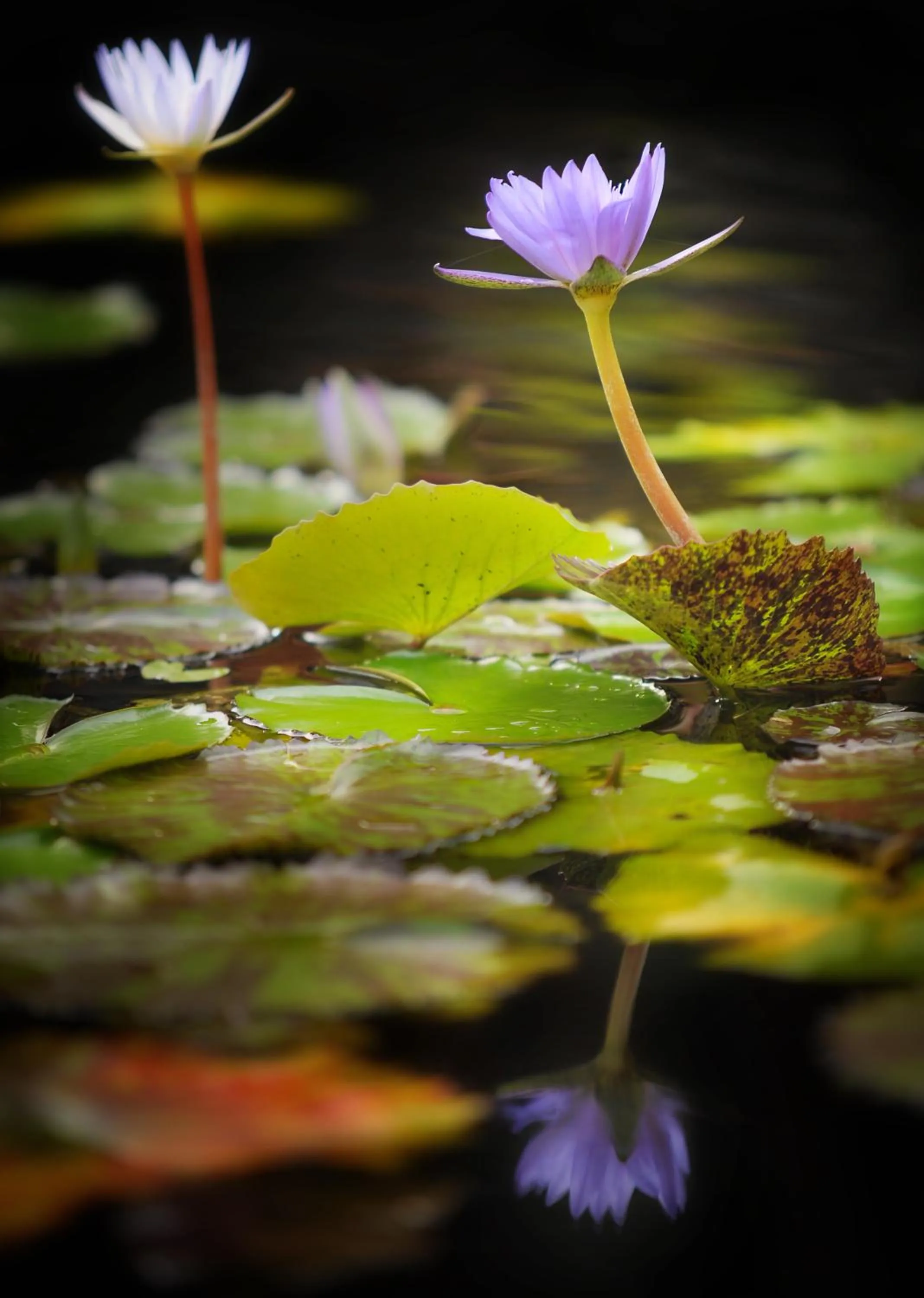 Natural landscape in Hanalei Colony Resort