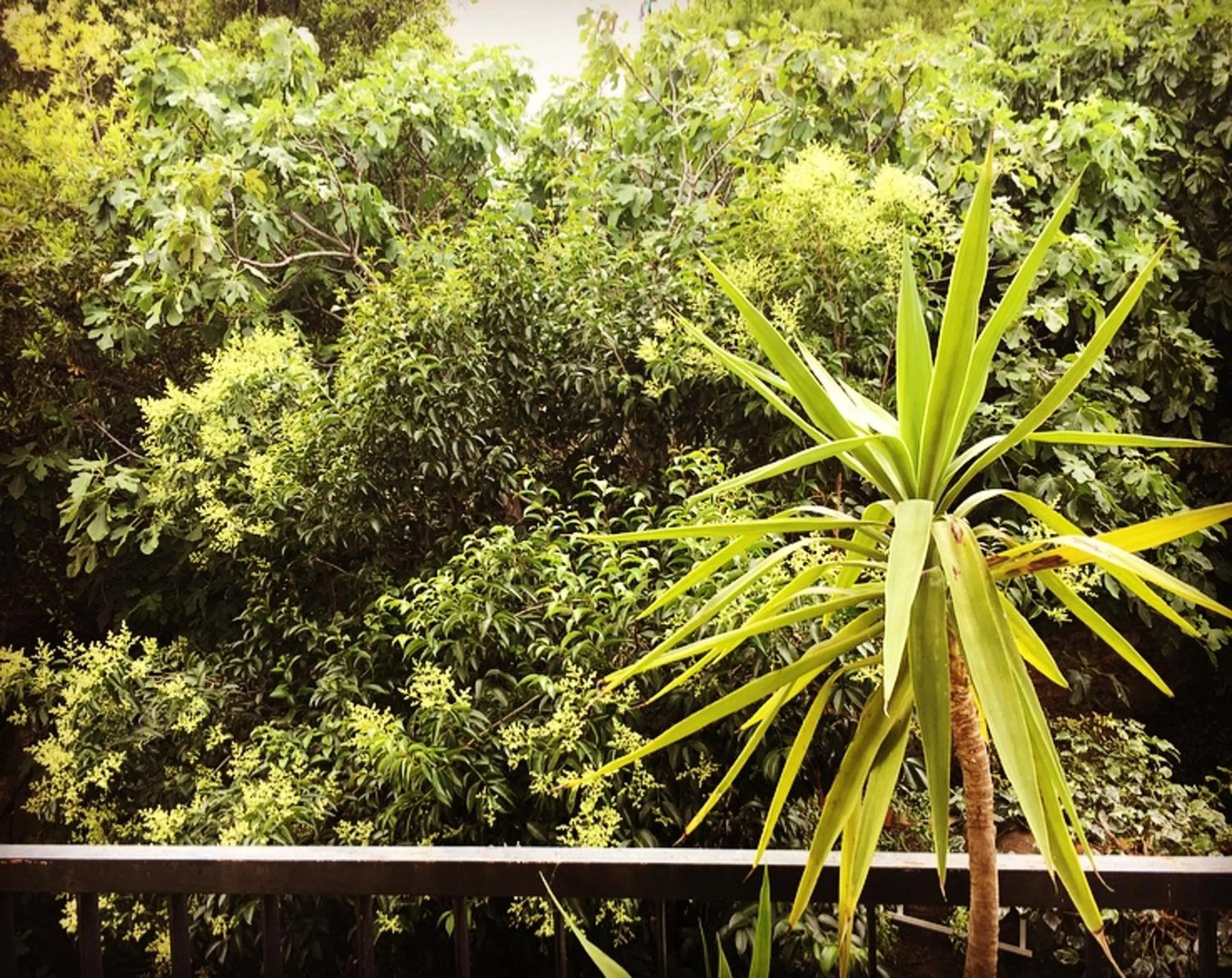 Garden view in Appartement spacieux à Montpellier avec jardin, 78 m²