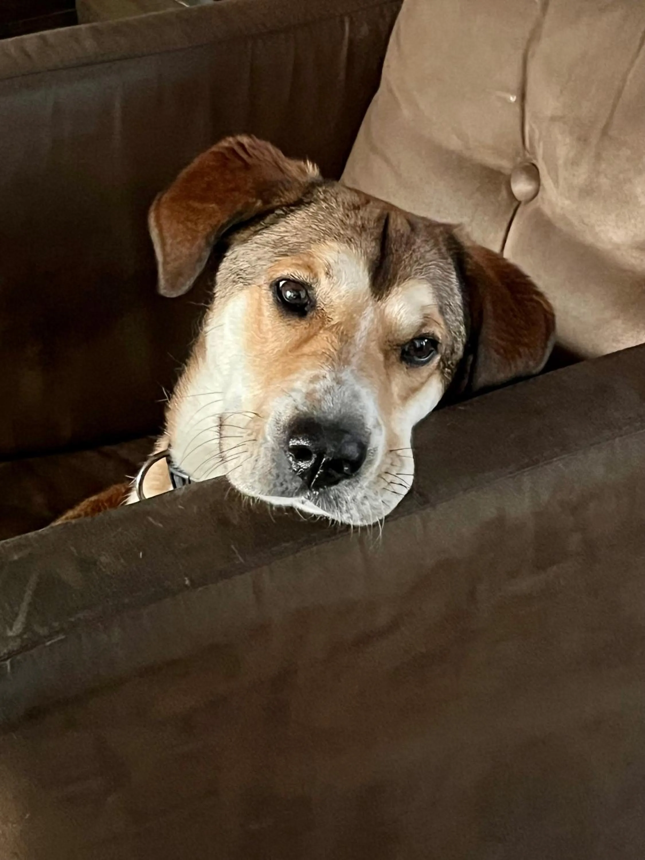 Pets in La Lechere Guest House