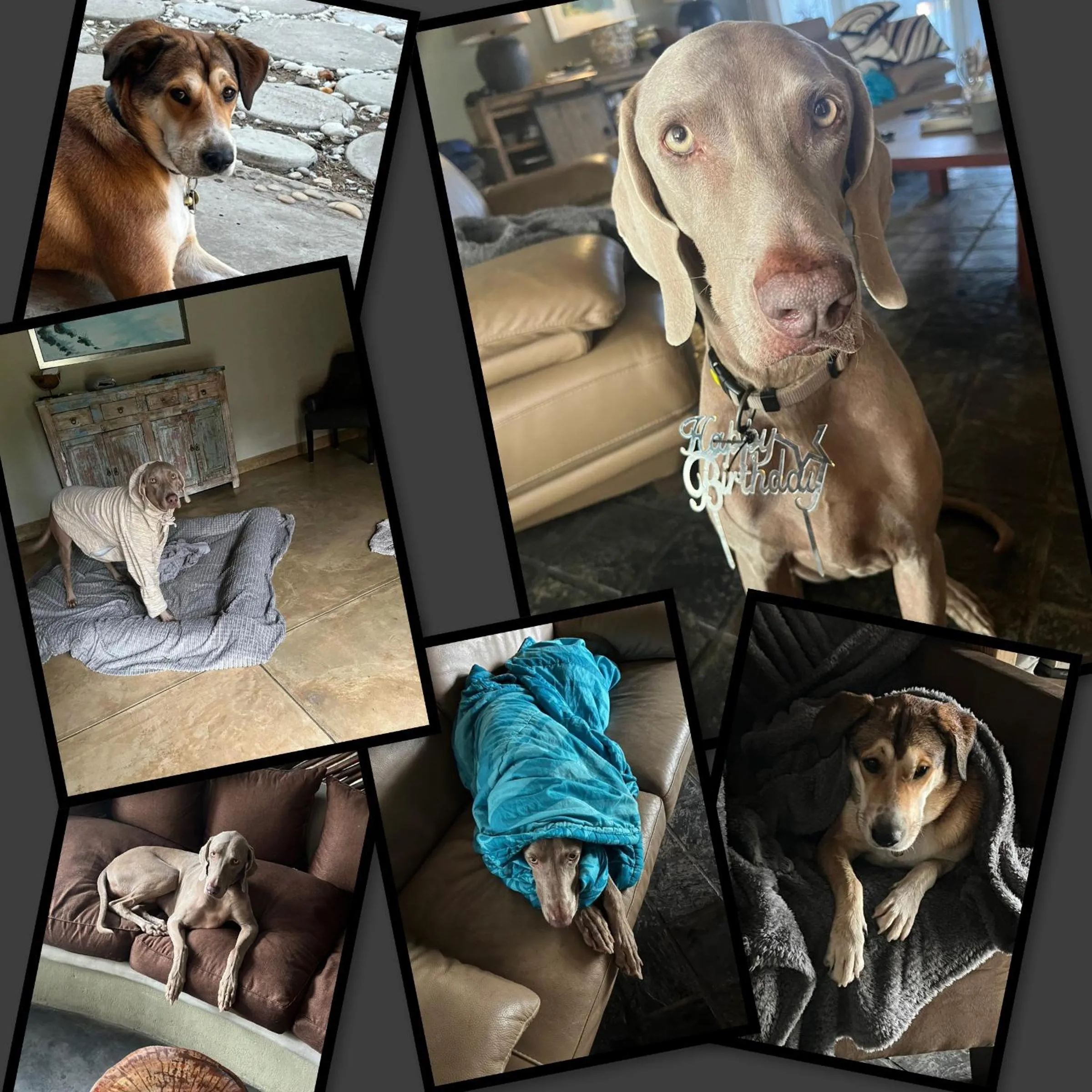 Pets in La Lechere Guest House