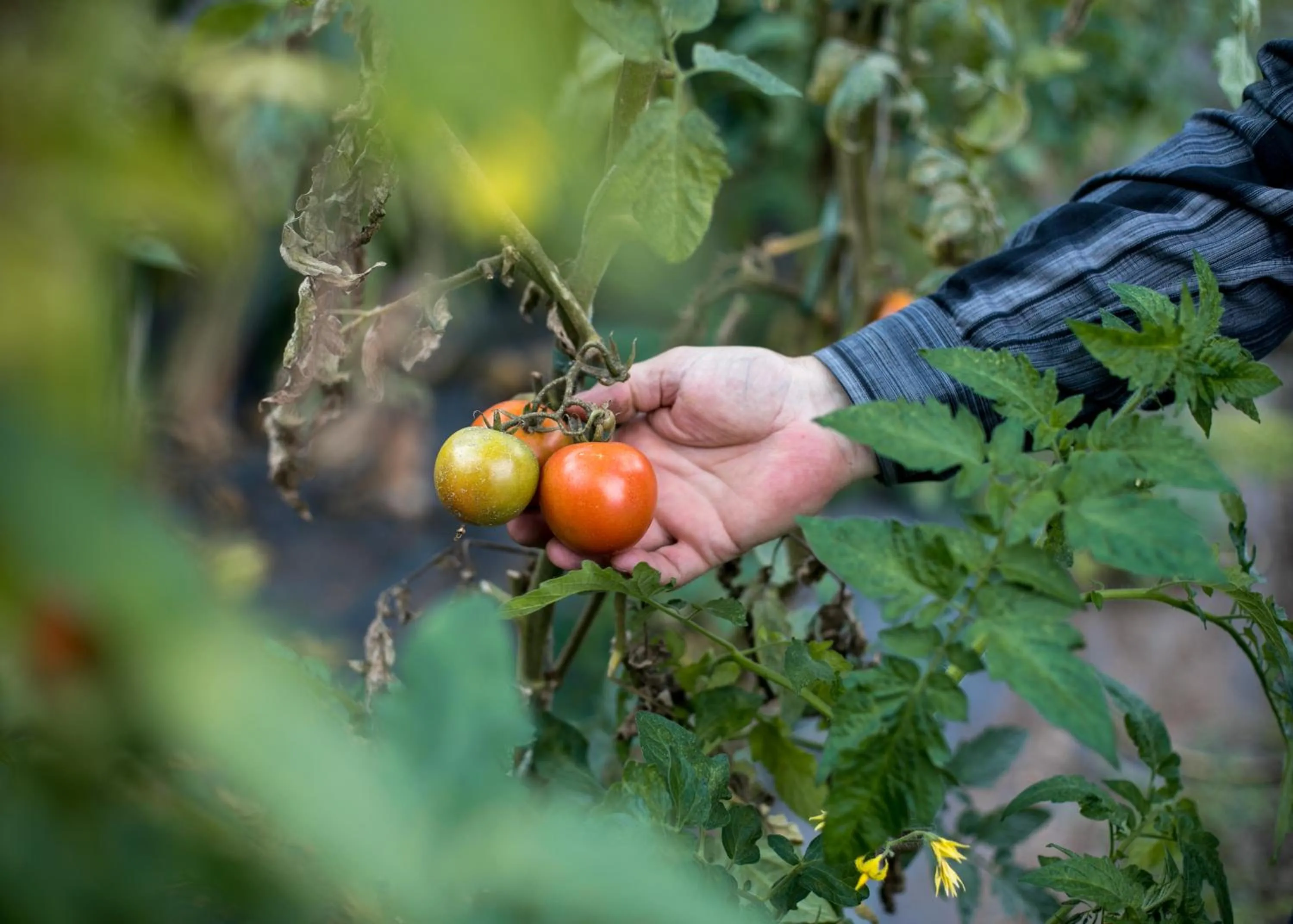 Food in Hotel Antica Croce - Gardaslowemotion