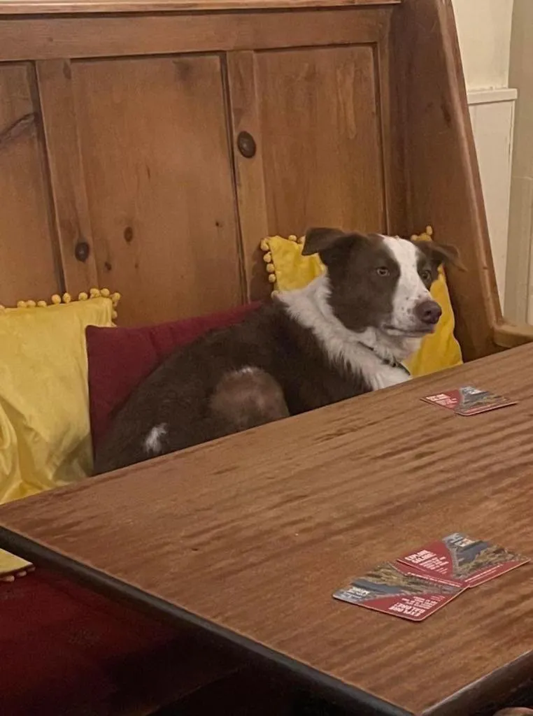 Pets in The Bridge Inn