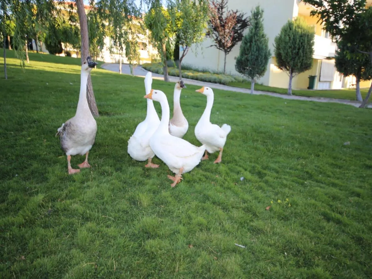 Animals in Basaranlar Thermal Otel