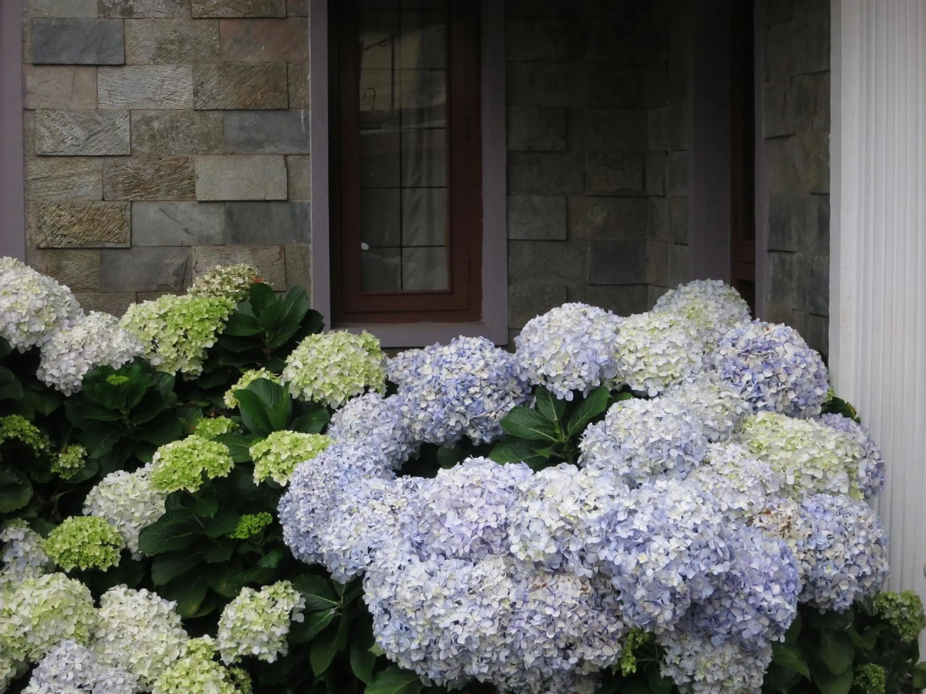 Garden in JC Residency