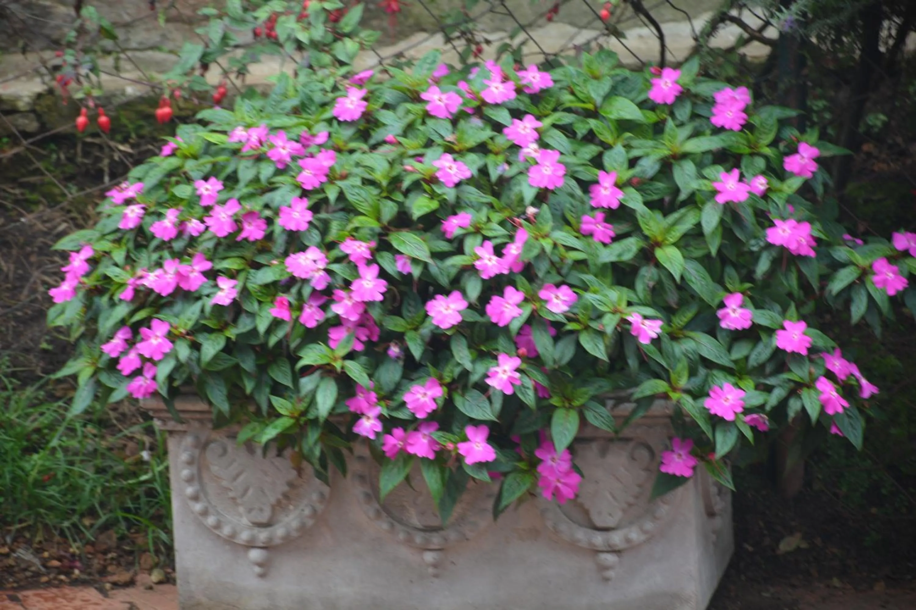 Garden in JC Residency