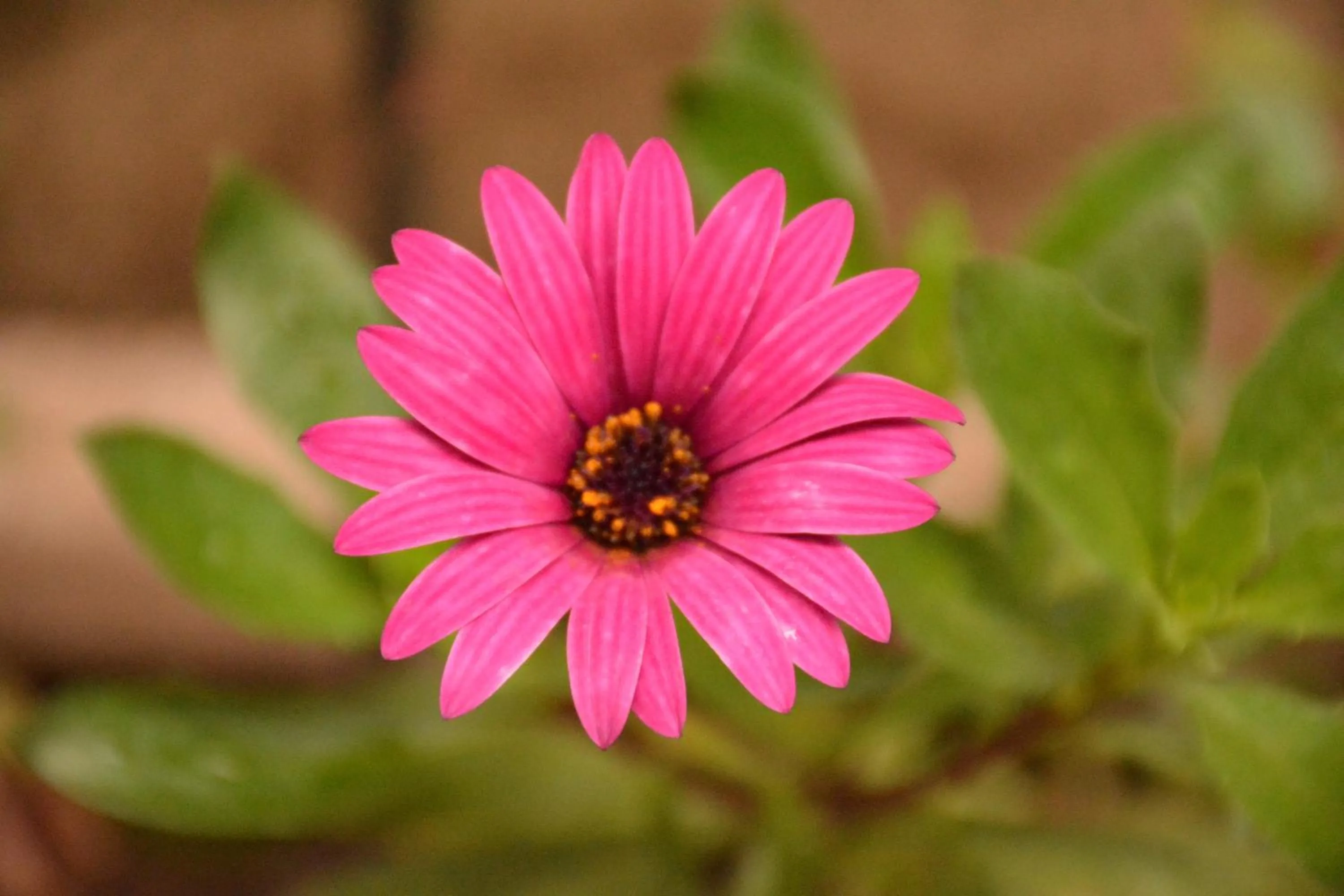 Garden in JC Residency