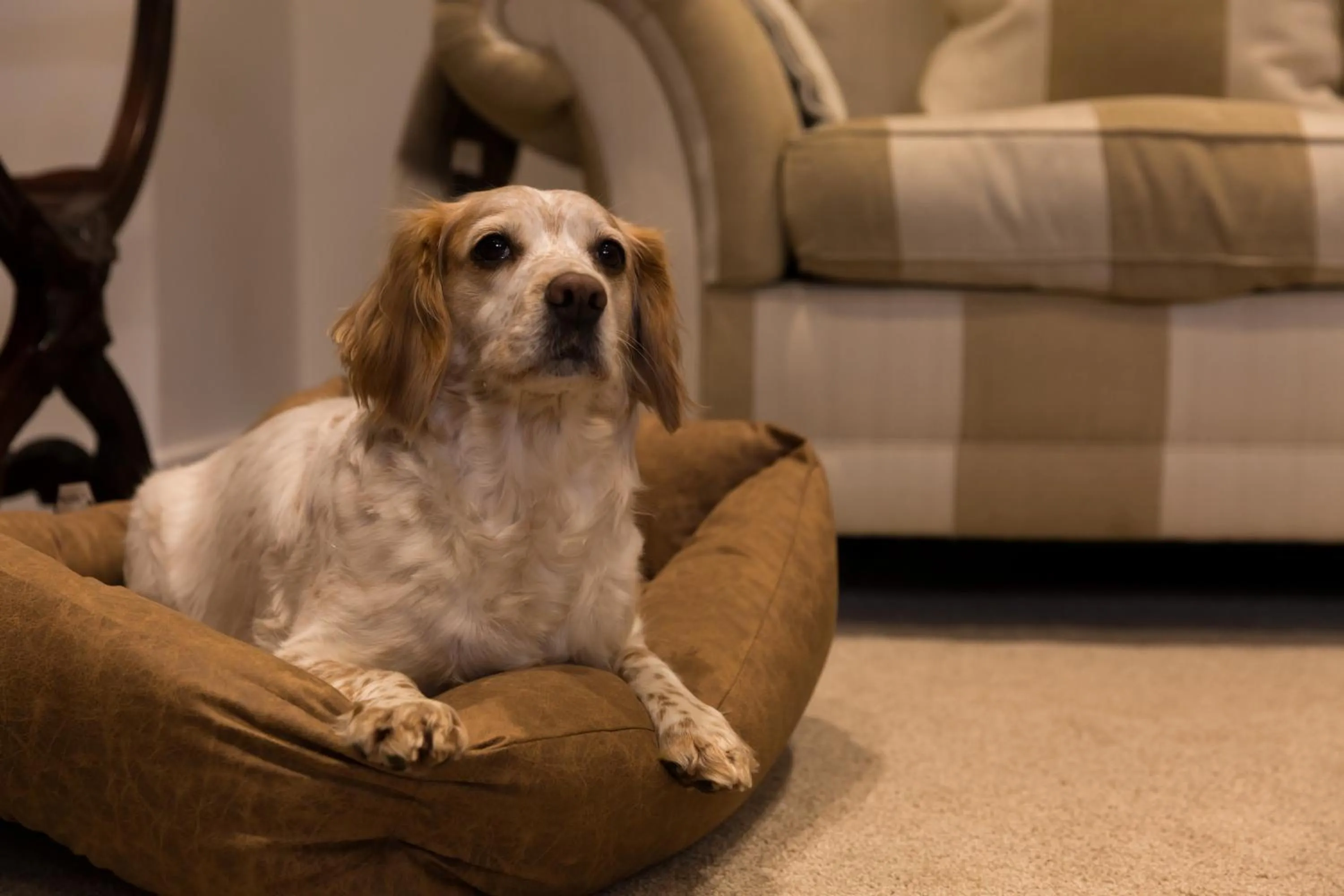 Pets in Warkworth House Hotel