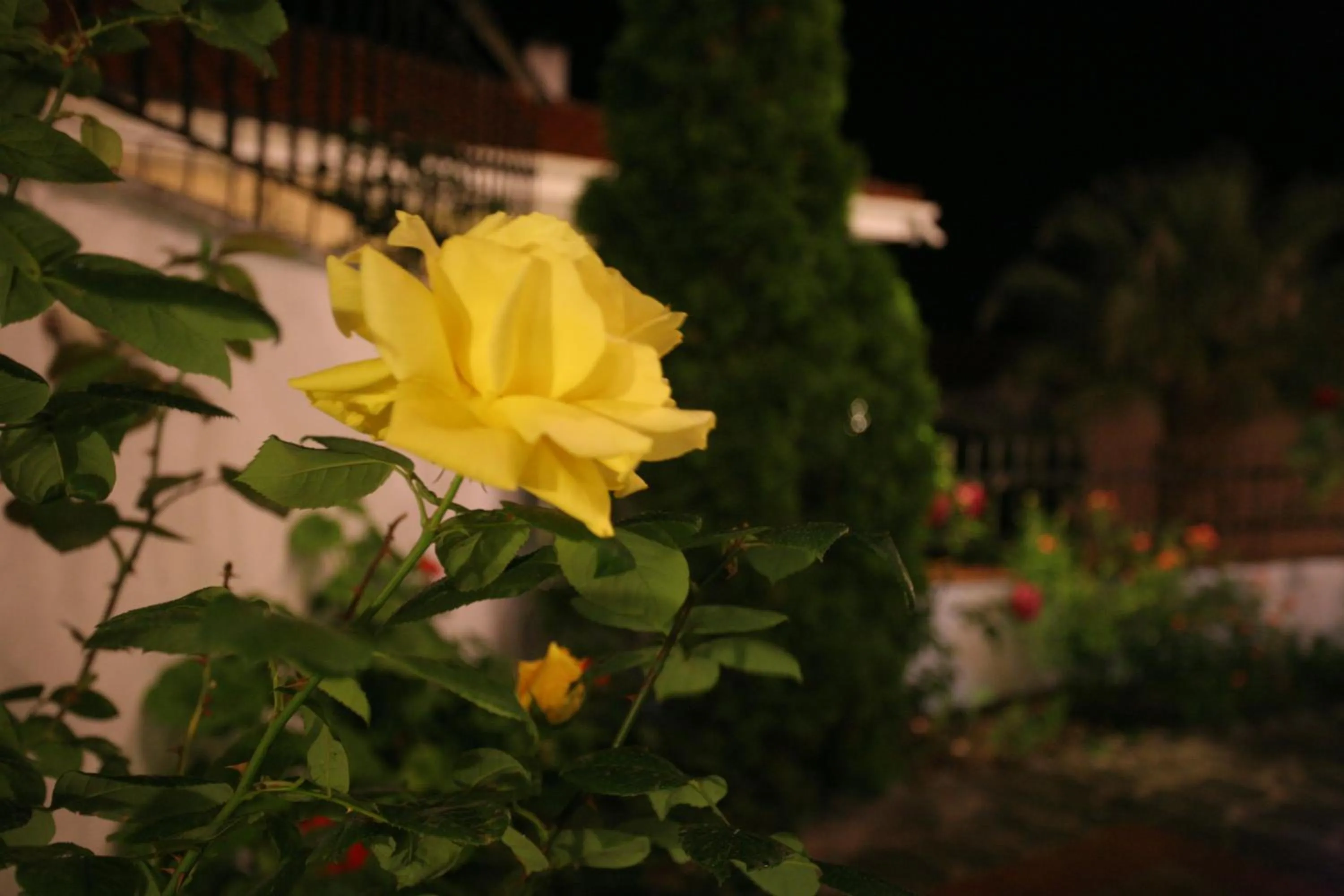 Garden in Anatoli Apartments Polichrono