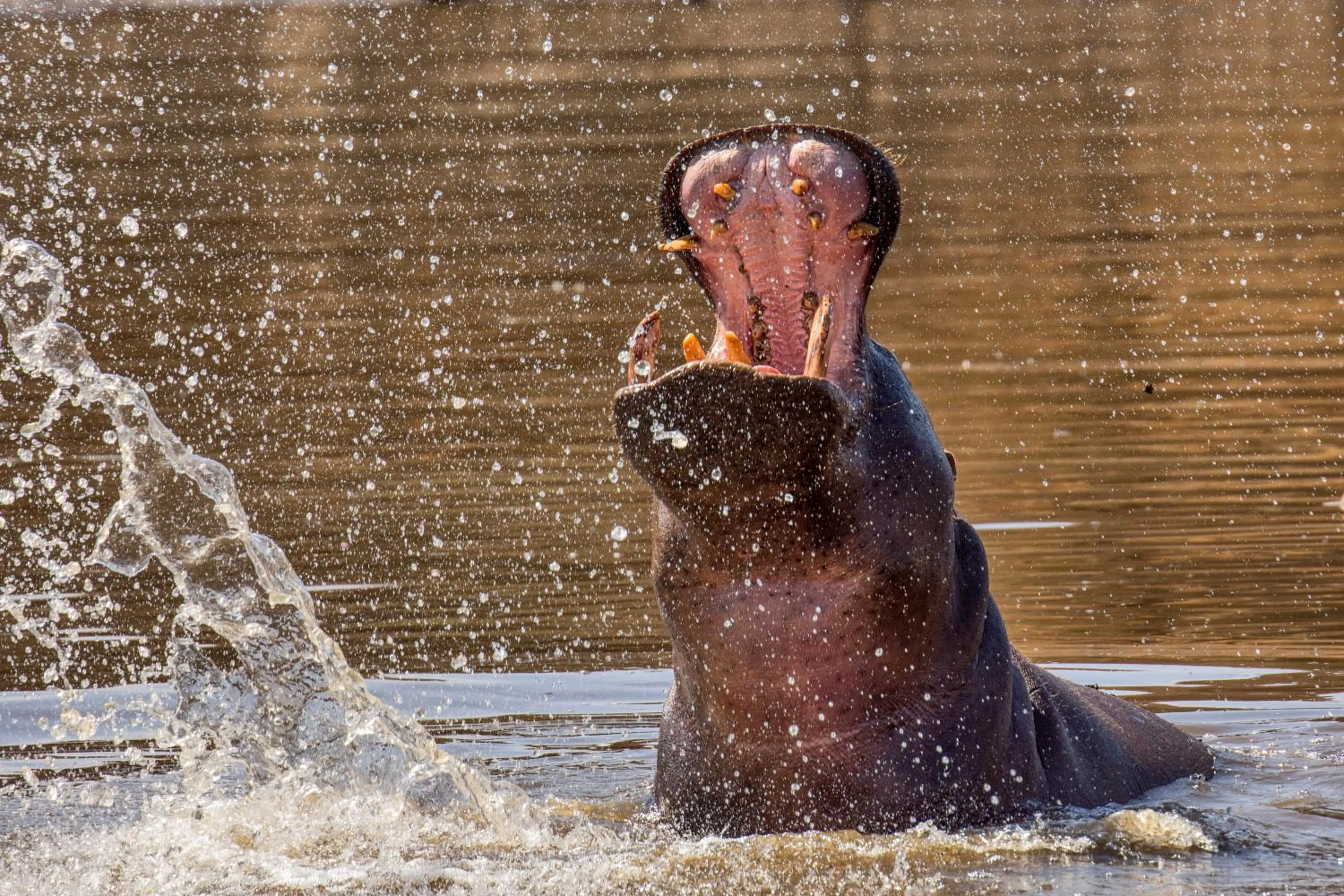Activities in Düsternbrook Guest Farm